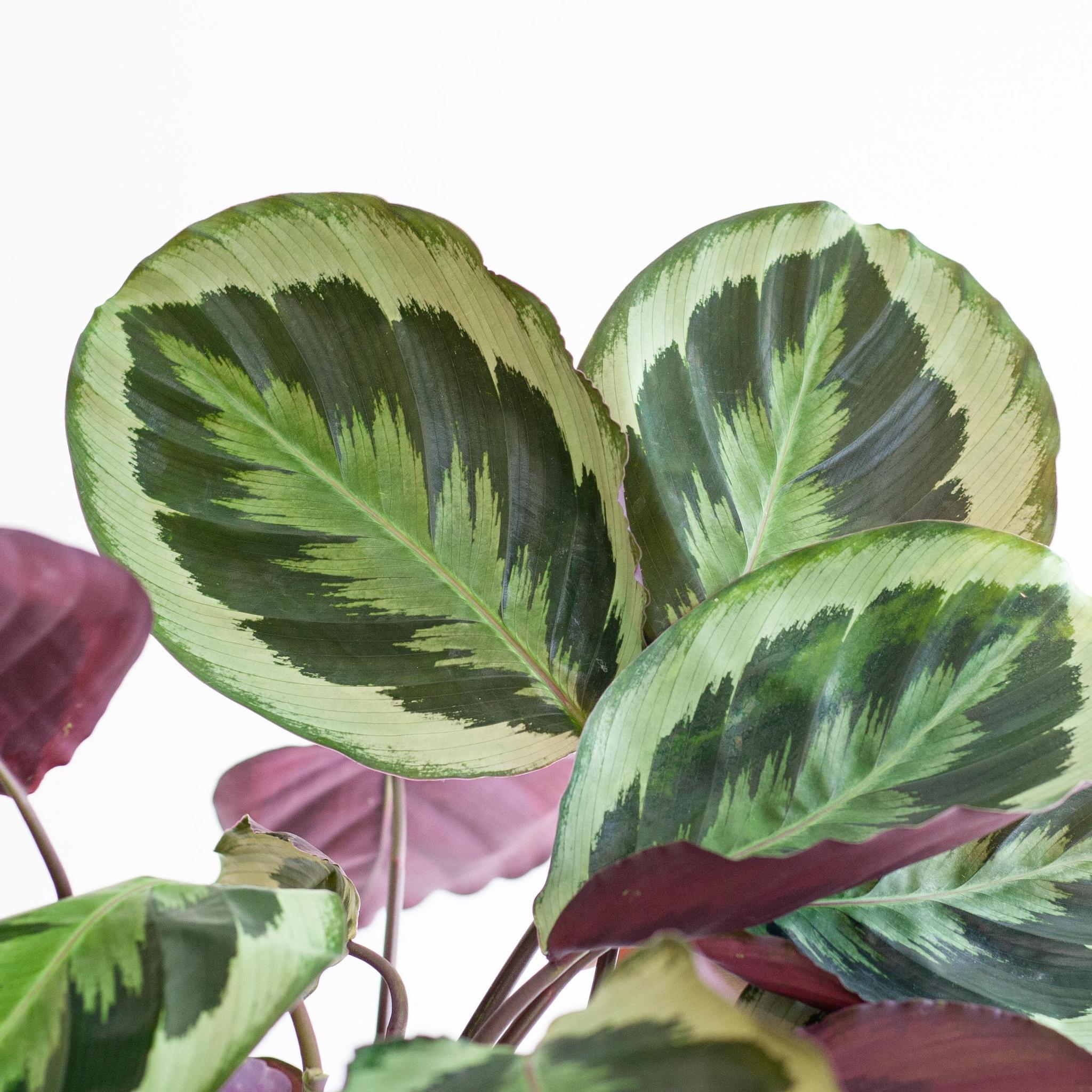 Pfauenpflanze - Calathea Medaillon mit weißem Korb Lissabon - 65cm - Ø19