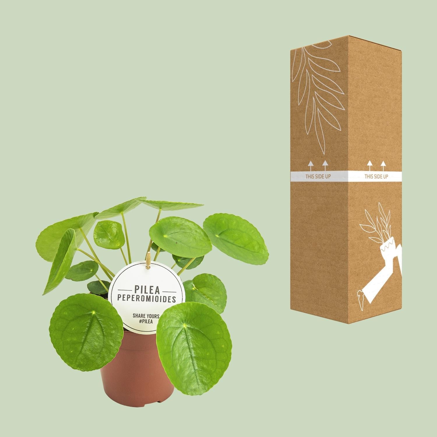 Chinesischer Geldbaum - Pilea Peperomioides - Ø13cm - ↕20cm