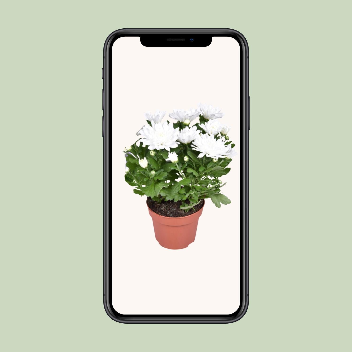 Chrysantheme - Chrysanthemum Cushion weiß - Ø12cm - ↕26cm