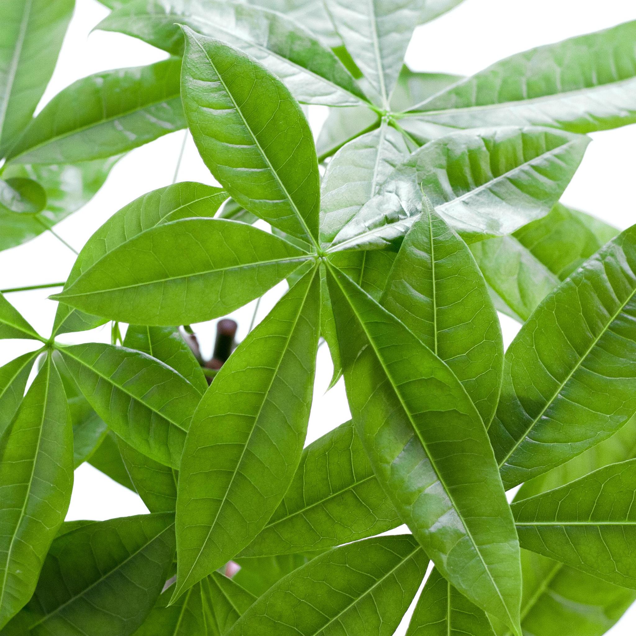 Glückskastanie - Pachira Aquatica mit Korb Lissabon farbig - 80cm - Ø21