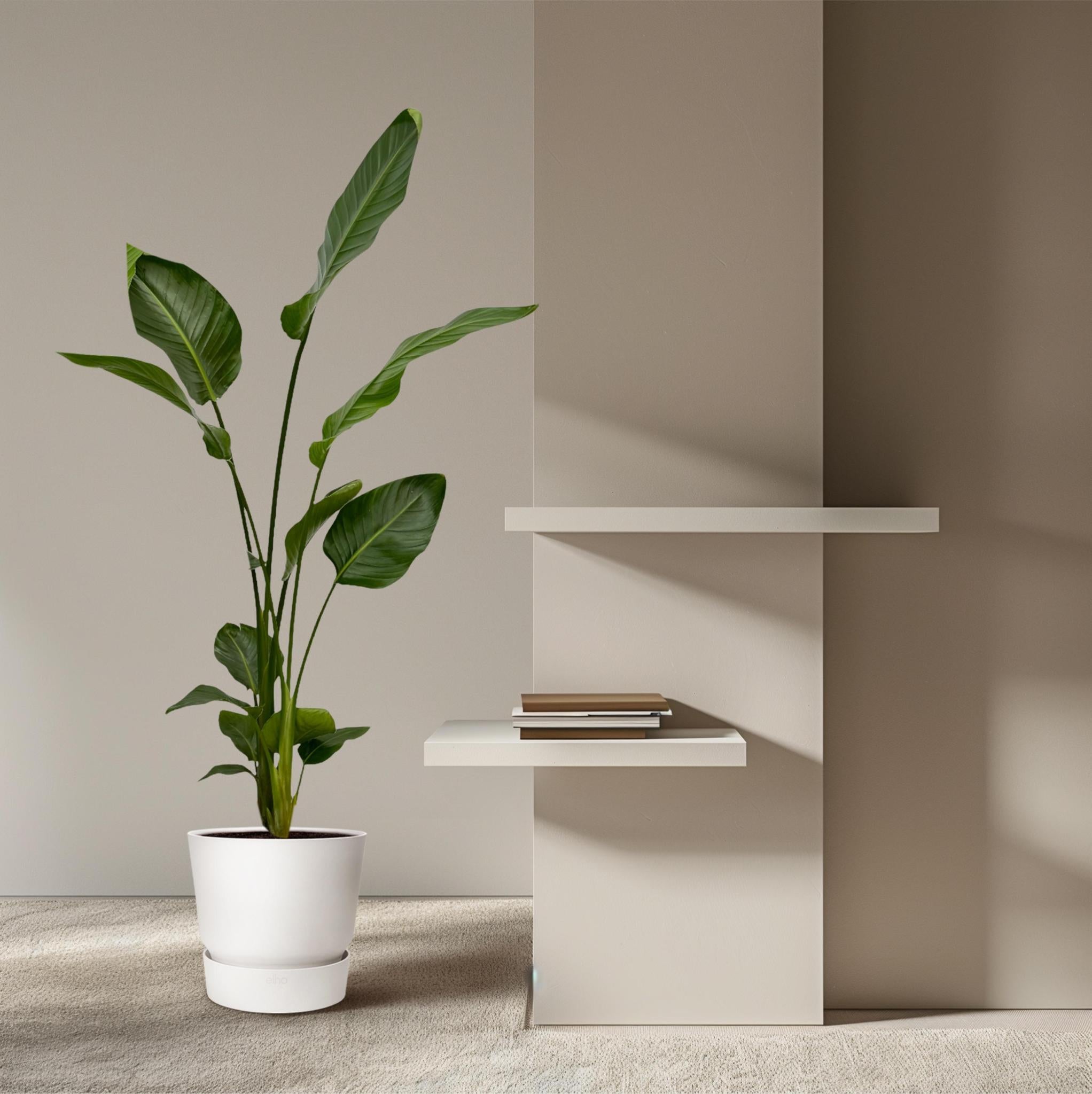 Paradiesvogelblume Set - Strelitzia Nicolai - 130 cm - Ø17 2 Stück