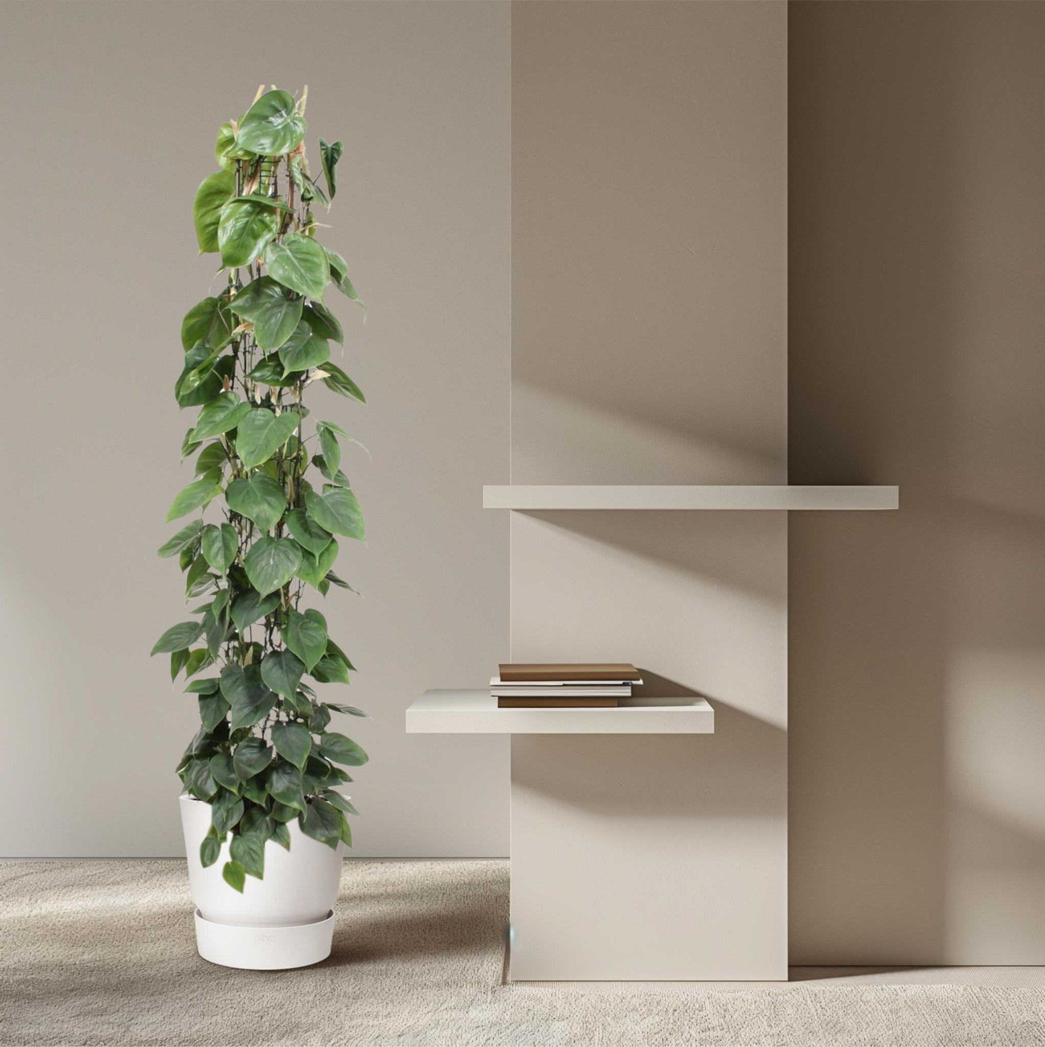 Herzblattphilodendron - Philodendron Scandens Gittergestell - 160 cm - ø27