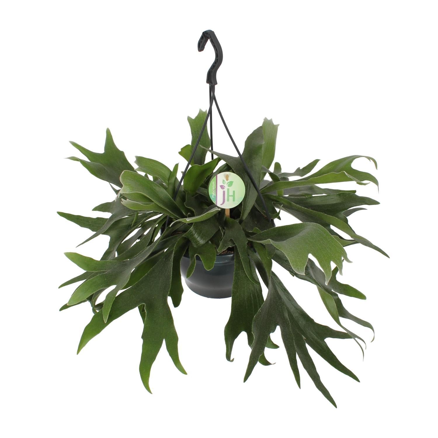 Geweihfarn - Platycerium Bifurcatum - Ø21cm - ↕50cm