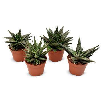 Haworthia Set - Haworthia Fairy Washboard - Ø10,5cm - ↕14cm 4 Stück