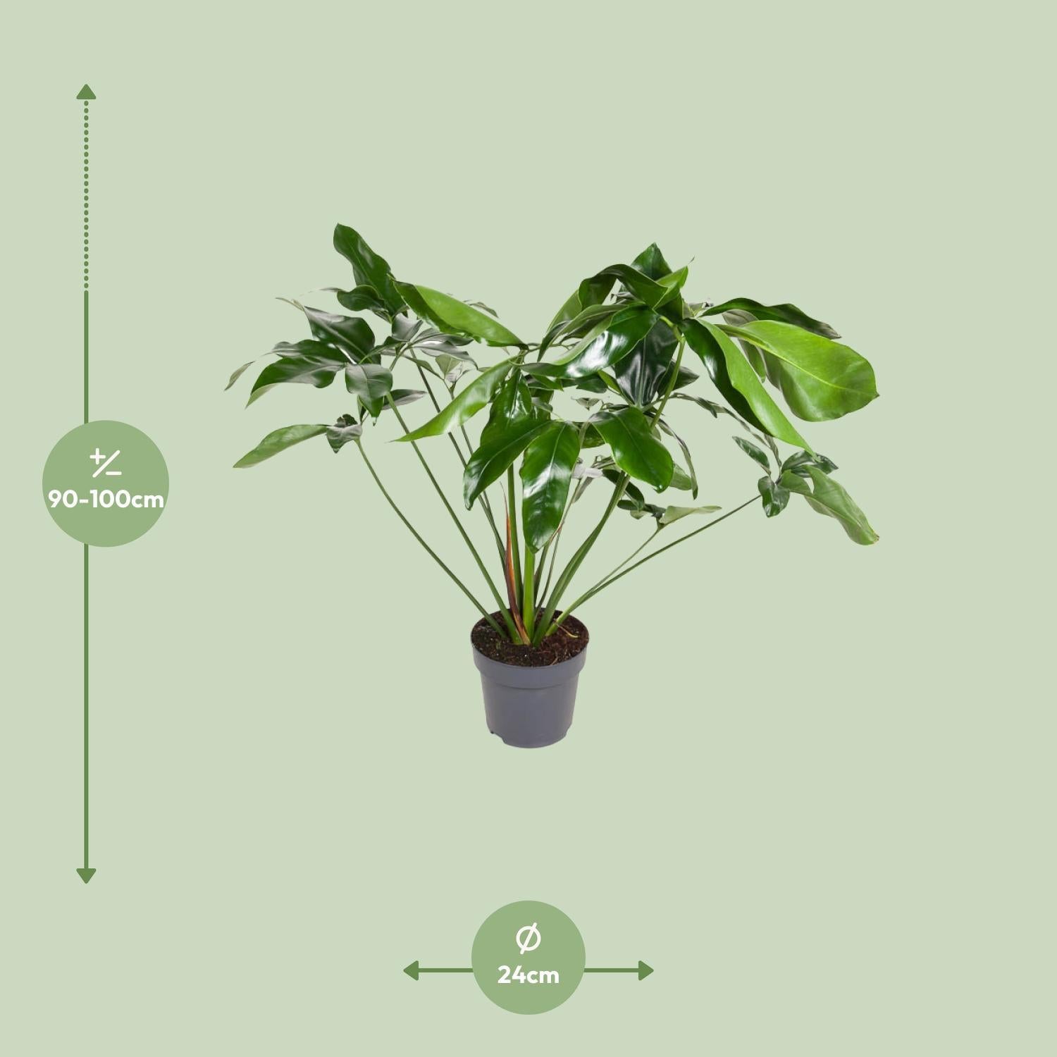 Baumfreund - Philodendron Green Wonder - Ø24cm - ↕100cm