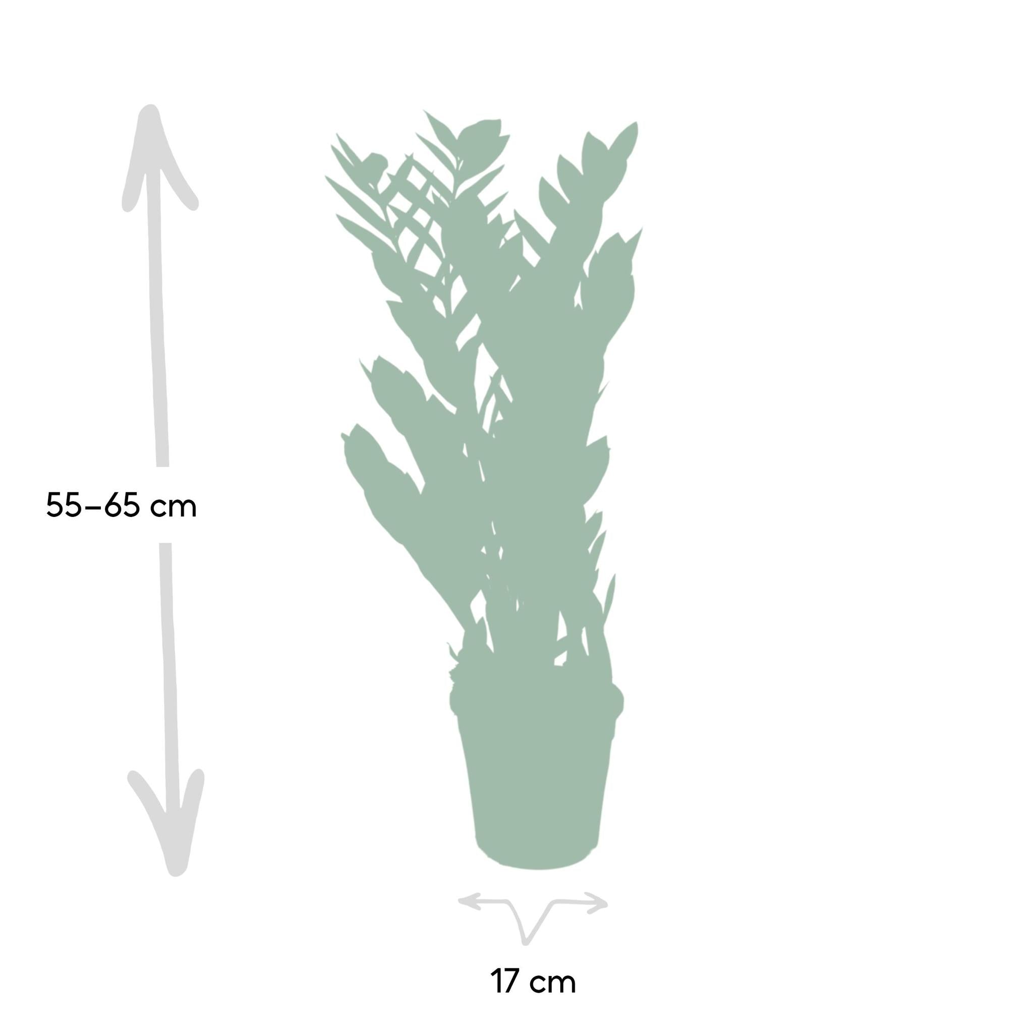 Glücksfeder - Zamioculcas Zamiifolia - Ø17cm - ↕70cm