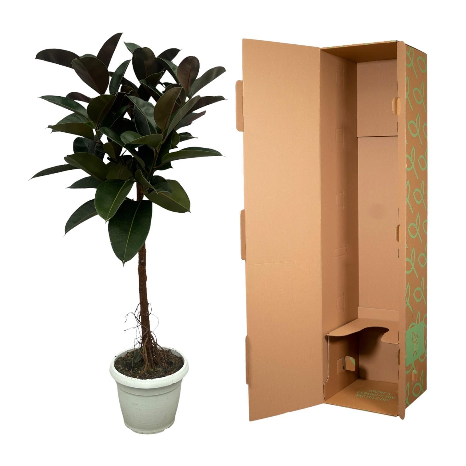 Gummibaum - Ficus Elastica Robusta mit Stamm - 140 cm - Ø32cm