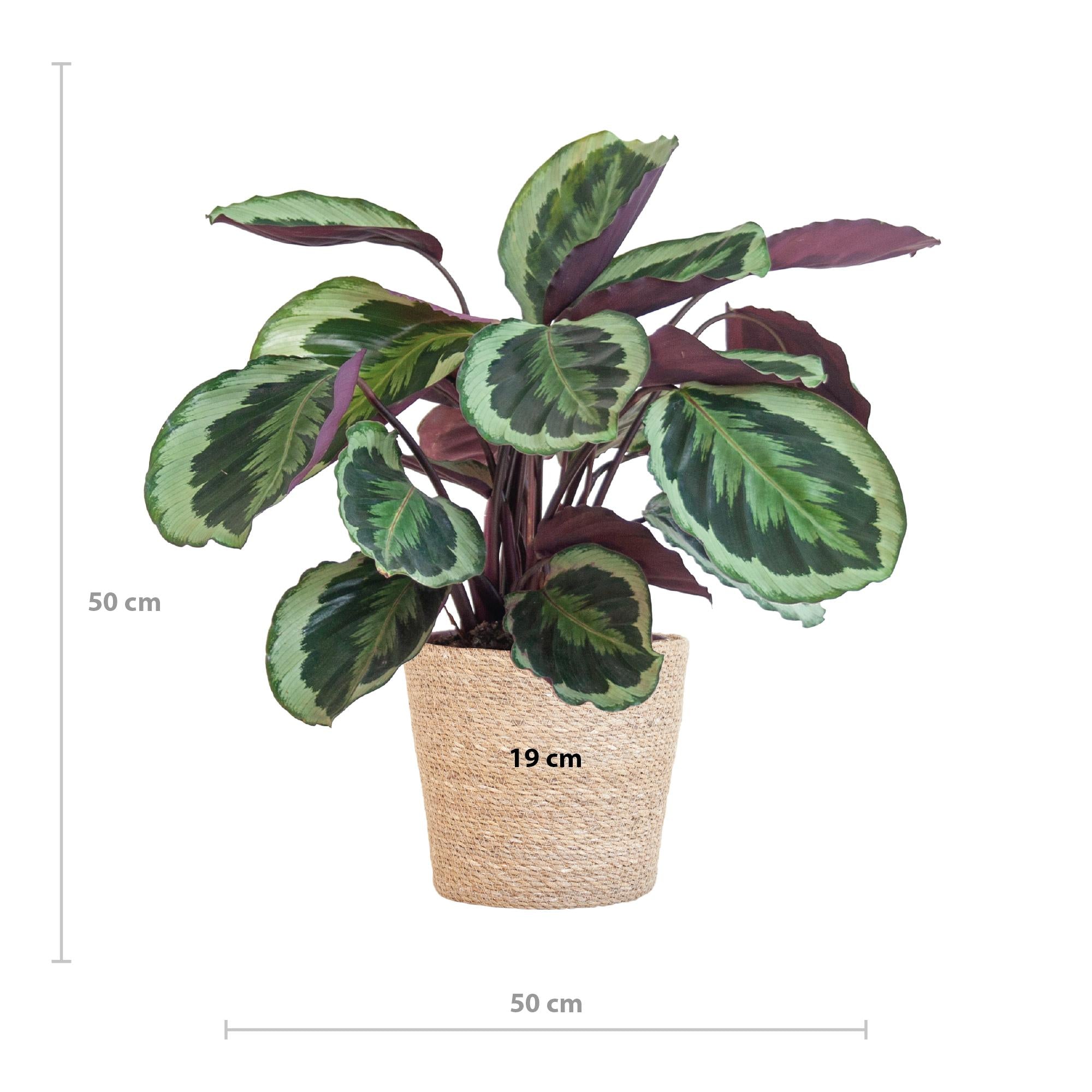Pfauenpflanze - Calathea Medaillon mit Korb Sofia natur - 65cm - Ø21