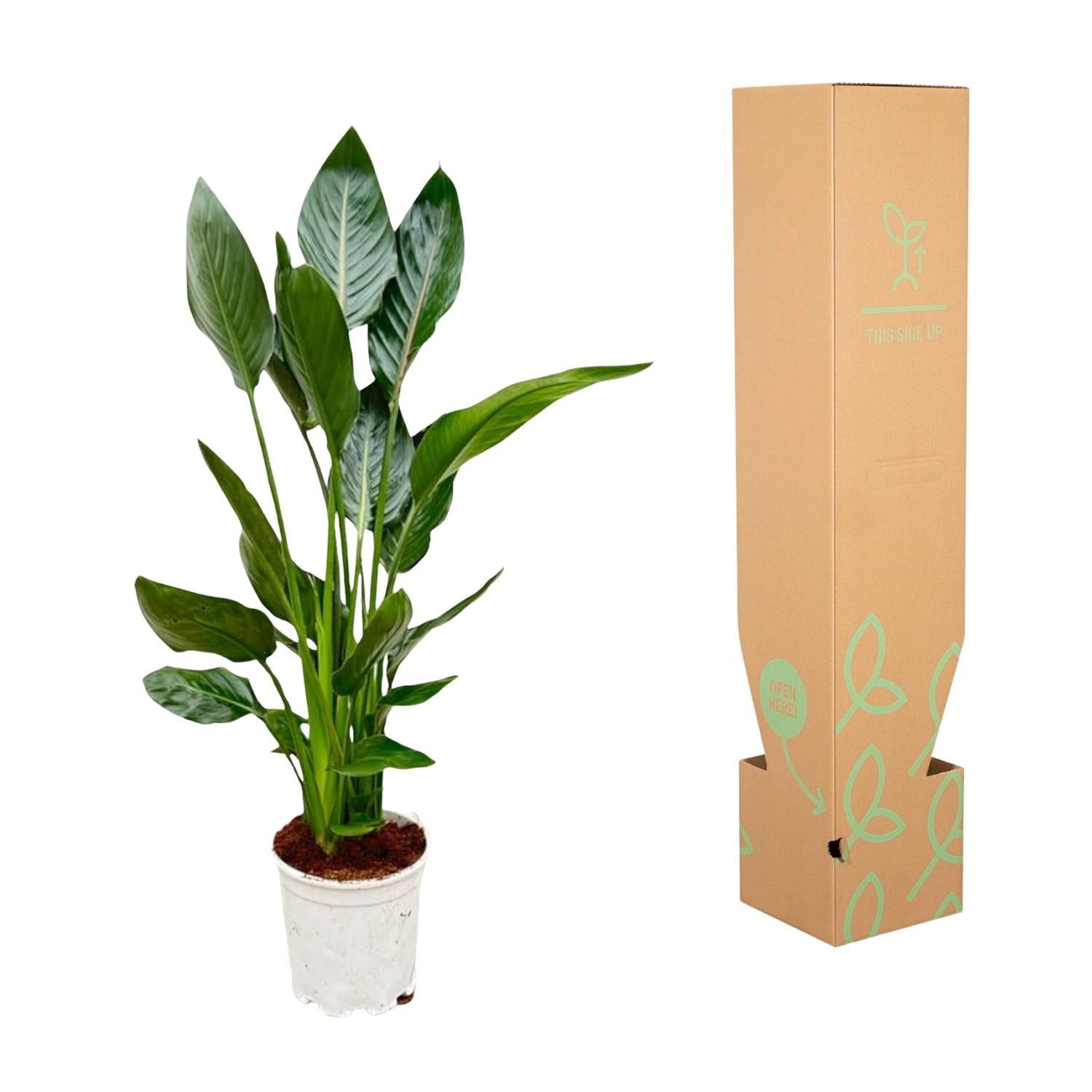 Paradiesvogelblume - Strelitzia Reginae - 100 cm - Ø19