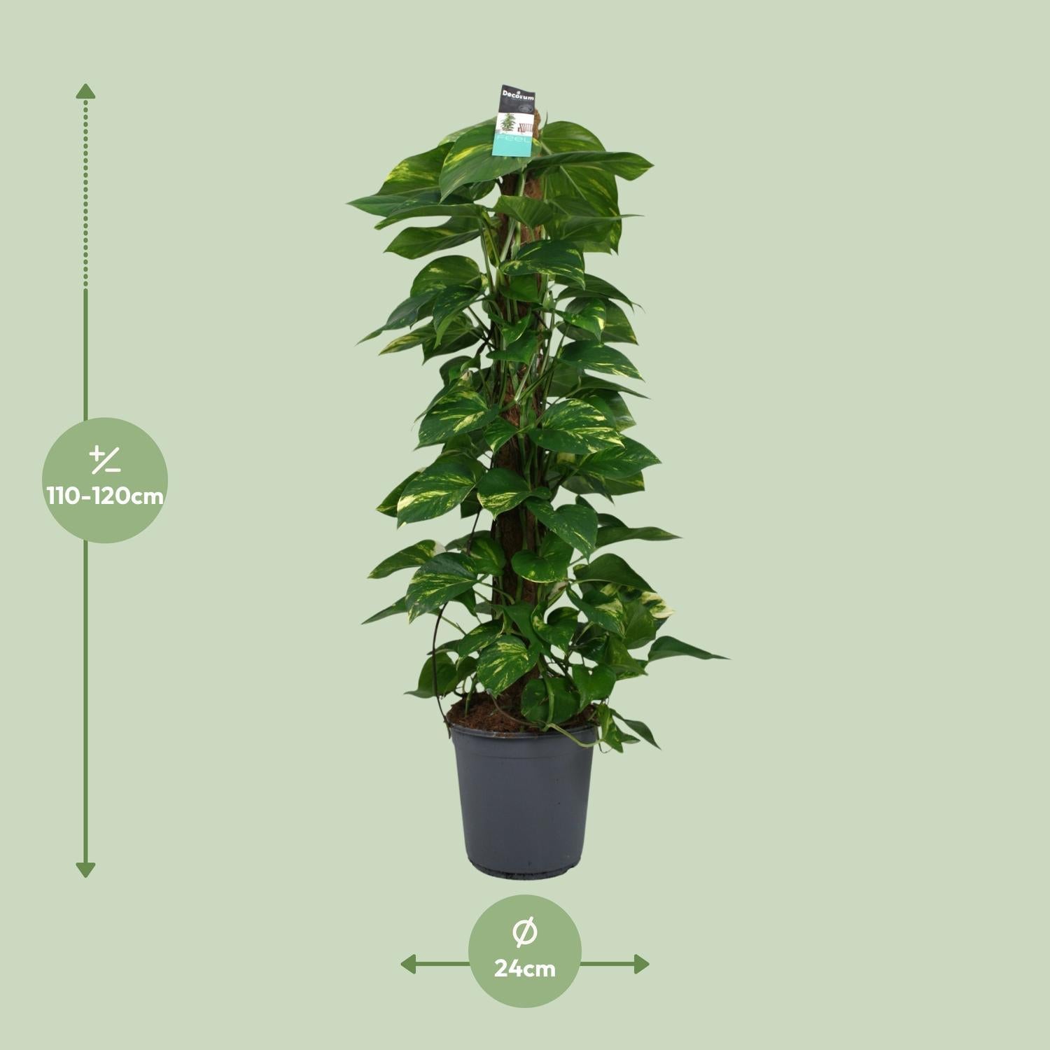 Efeutute - Scindapsus (Epipremnum) - Ø24cm - ↕120cm