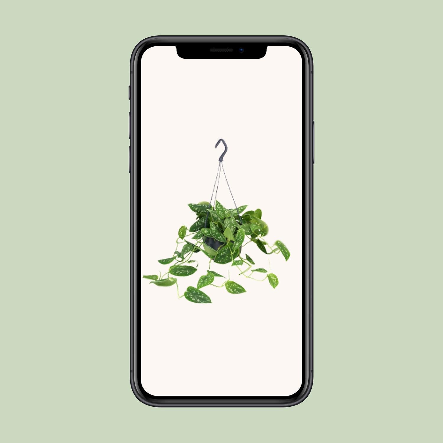 Efeutute - Scindapsus Pictus Argyraeus - Ø15cm - ↕25cm