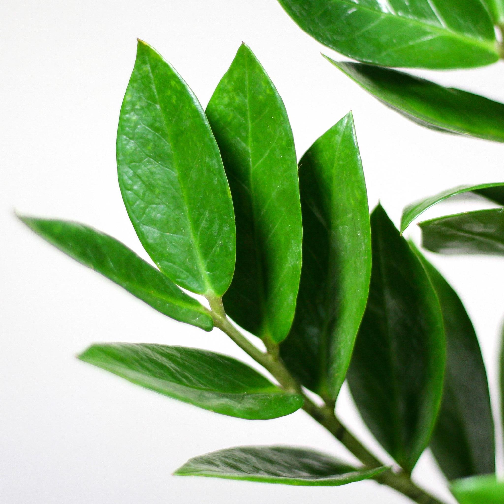 Glücksfeder - Zamioculcas Zamiifolia mit Pflanzkorb Lissabon weiß - 80cm - Ø21