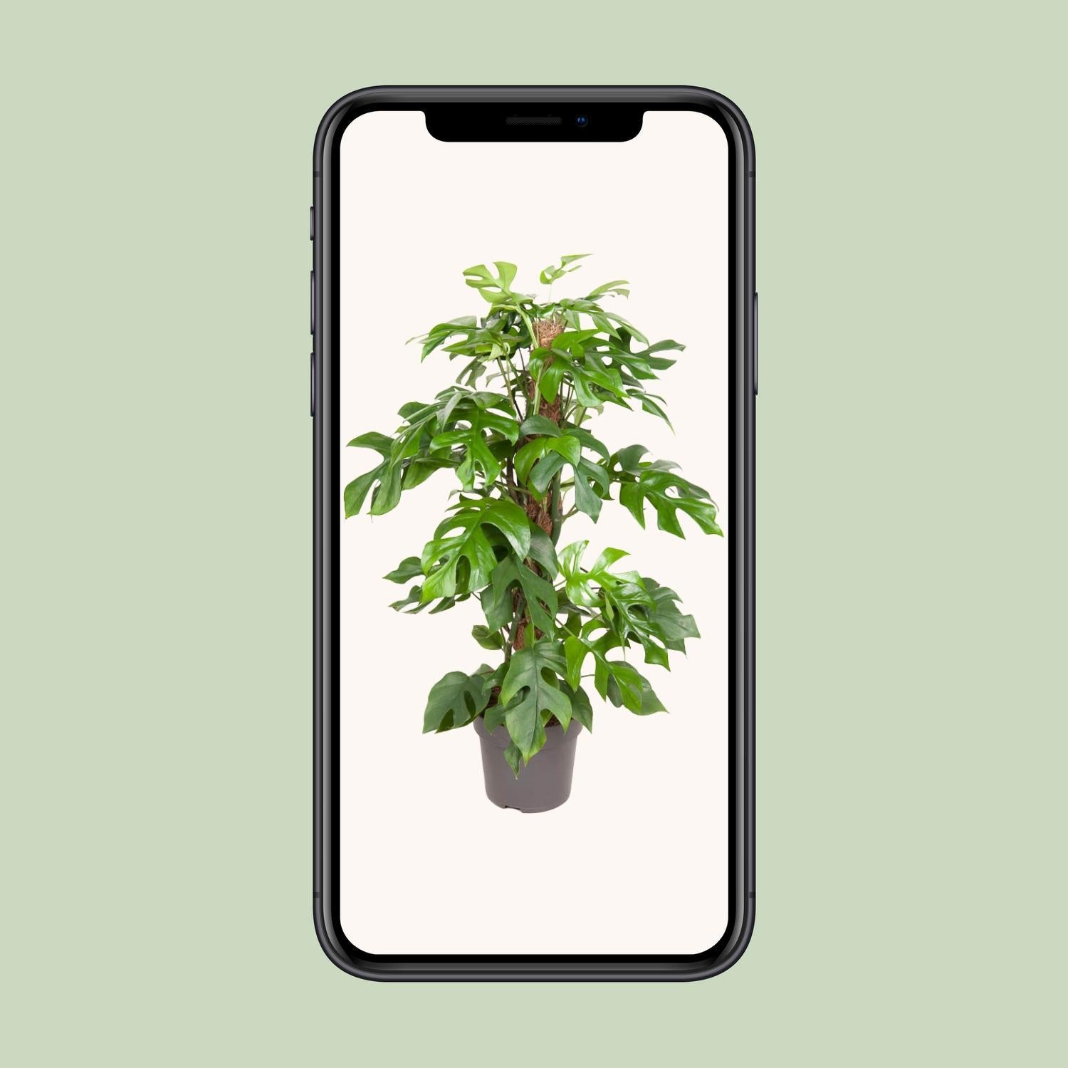 Mini Monstera - Monstera Minima - Rhaphidophora Tetrasperma - Ø19cm - ↕80cm