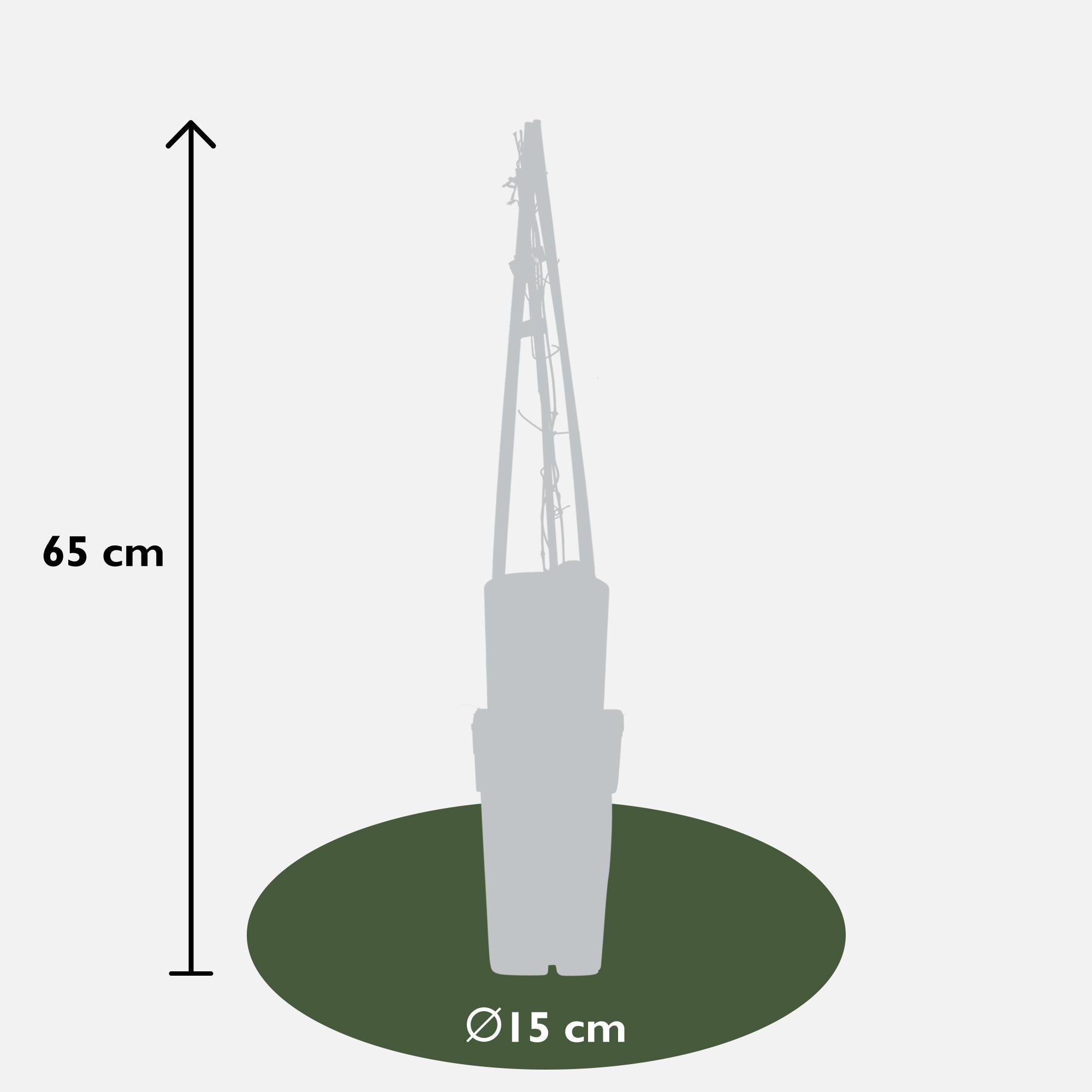Waldrebe - Clematis Multi Blue - ↨65cm - Ø15 3 Stück