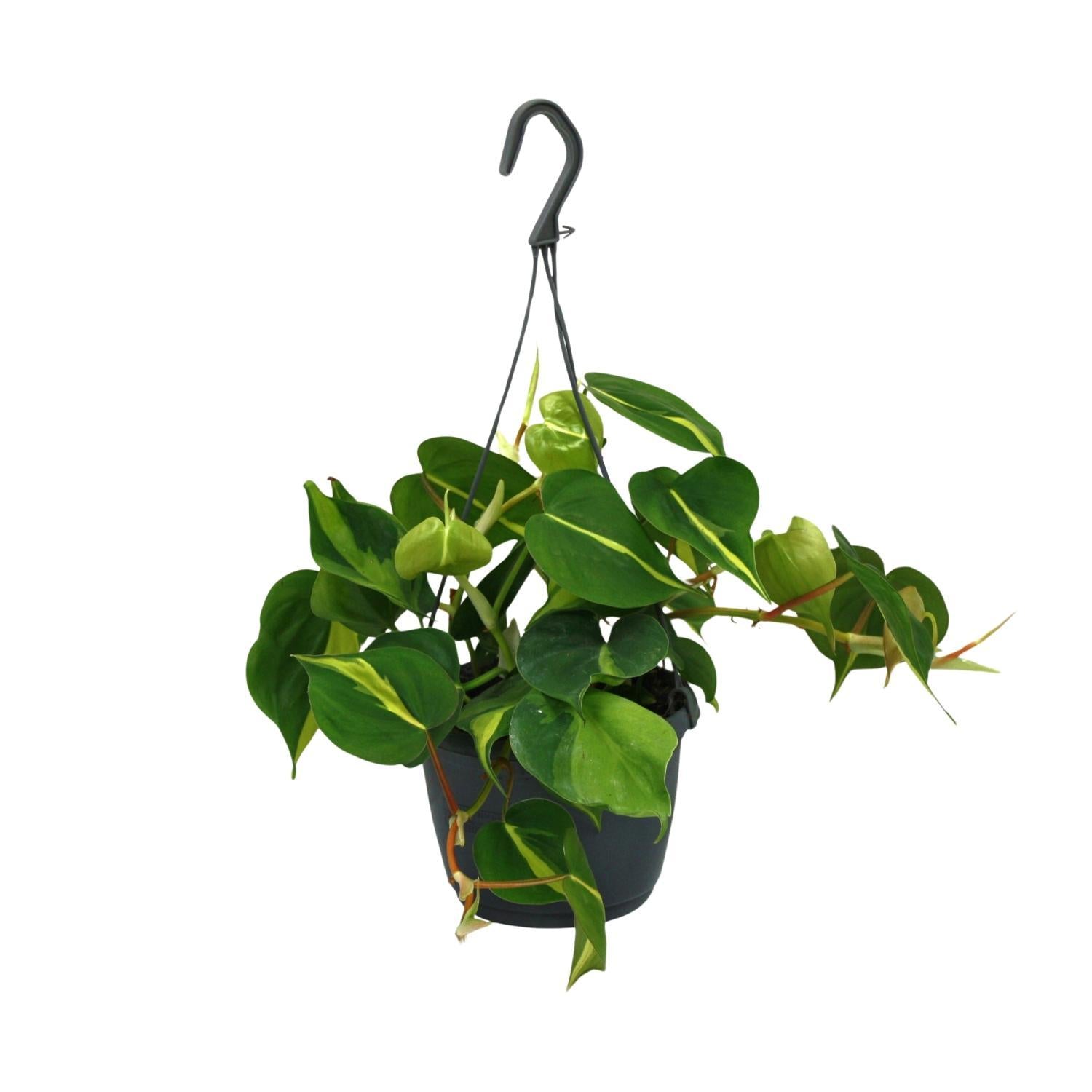 Herzblattphilodendron - Philodendron Scandens Brasil - Ø15cm - ↕35cm