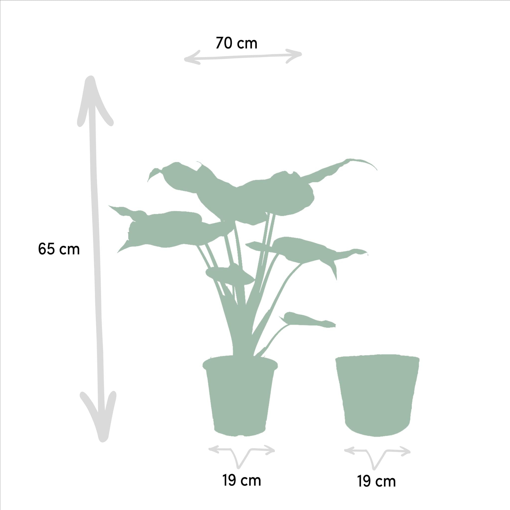 Elefantenohr Mix - Alocasia Cucullata - Ø19cm - ↕60cm & Alocasia Wentii - Ø19cm - ↕60cm + Korb Selin