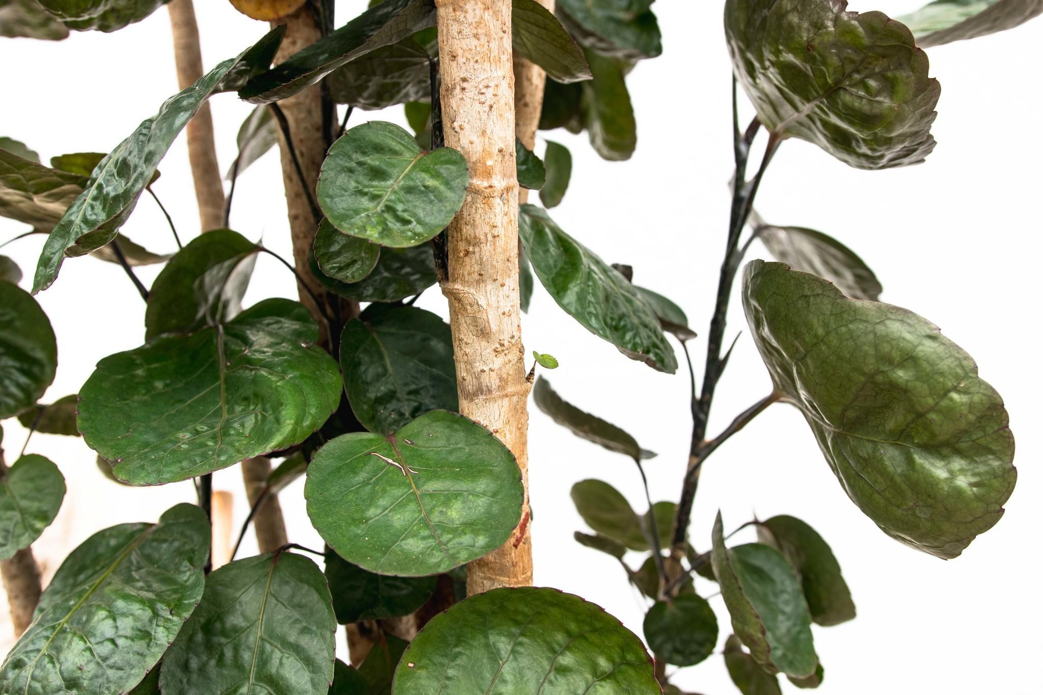 Ming Aralie - Polysicas Fabian XXL - 160 cm - ⌀27