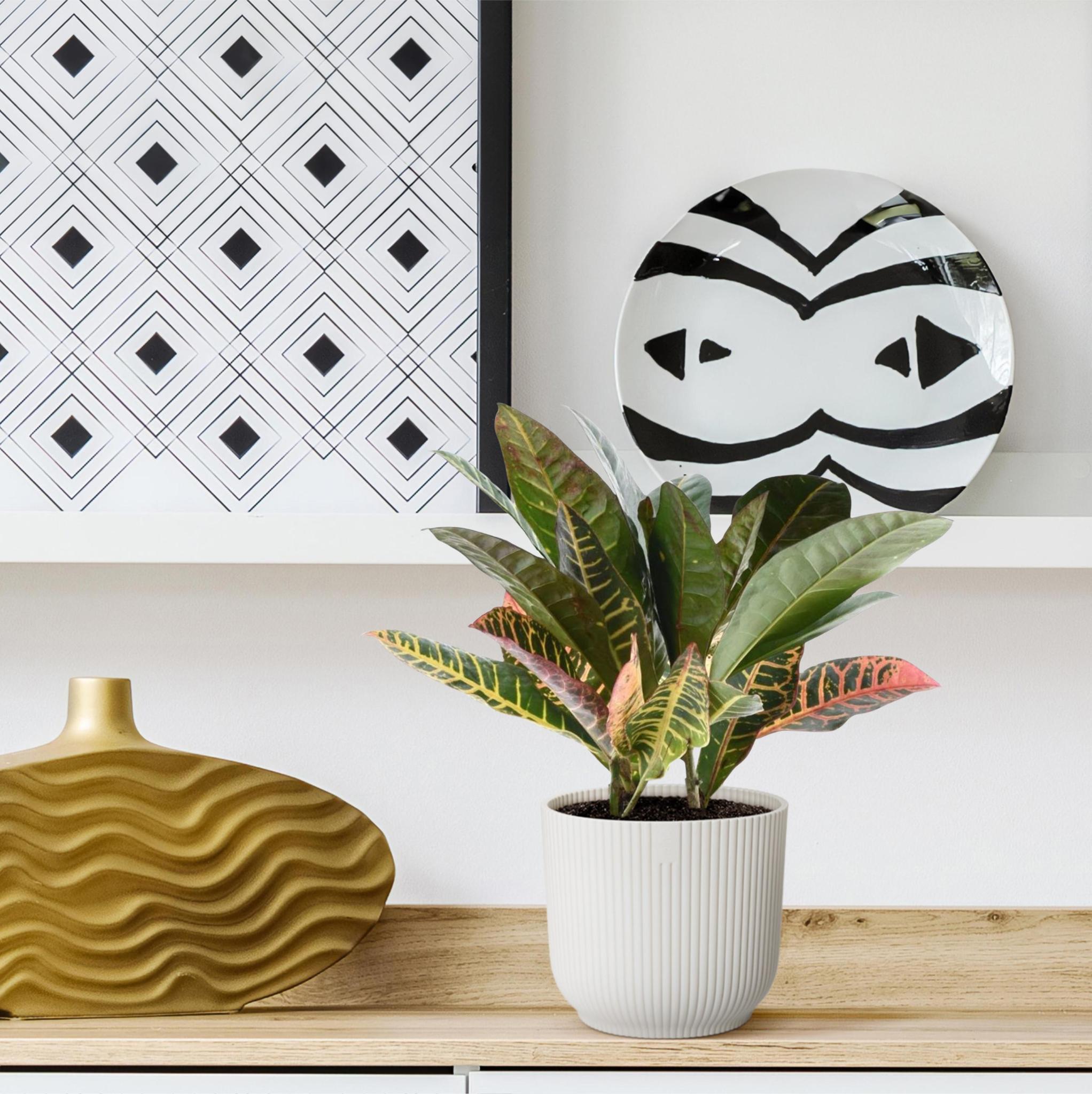 Wunderstrauch - Codiaeum variegatum 'Petra' - 30 cm - ø12