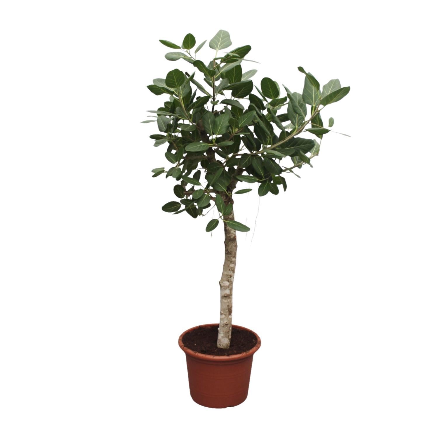 Bengalischer Feigenbaum - Ficus Benghalensis Baum - 200 cm - ø50