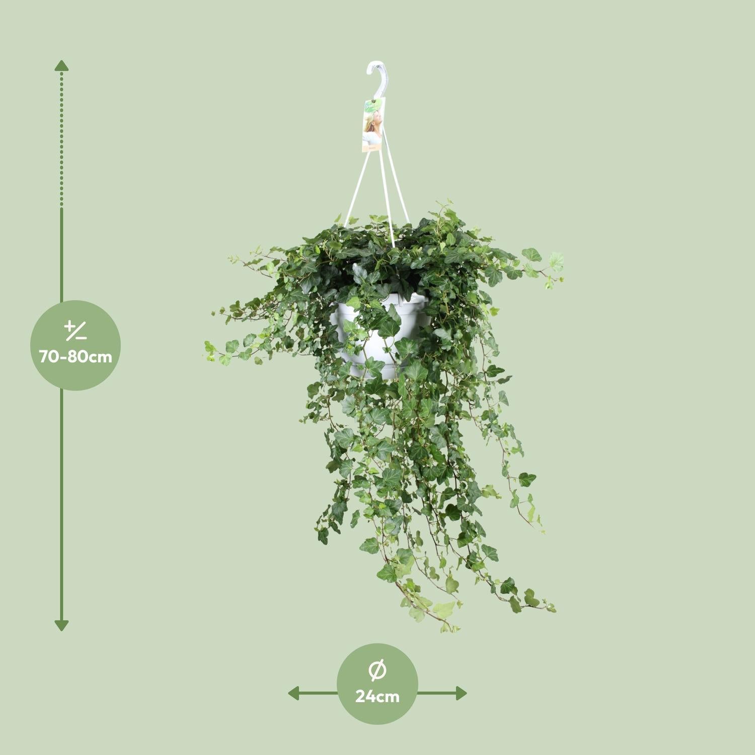 Efeu - Hedera Helix Wonder - Ø24 - ↨70cm