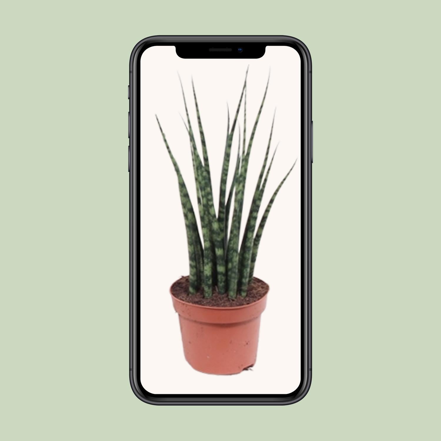 Bogenhanf - Sansevieria Fernwood Mikado - Ø12cm - ↕40cm