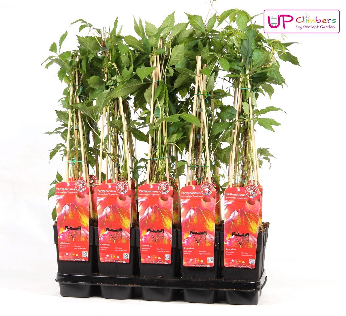 Wilder Wein - Parthenocissus q. var. 'Engelmannii' - ↨65cm - Ø15