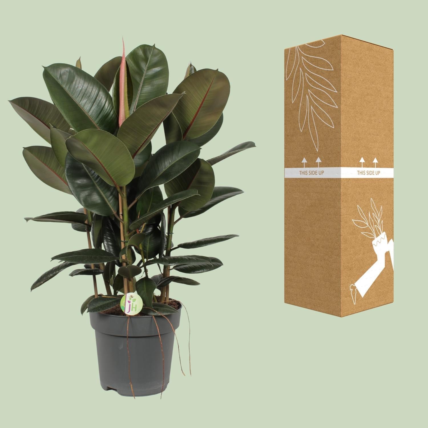 Gummibaum - Ficus Robusta - Ø27cm - ↕90cm