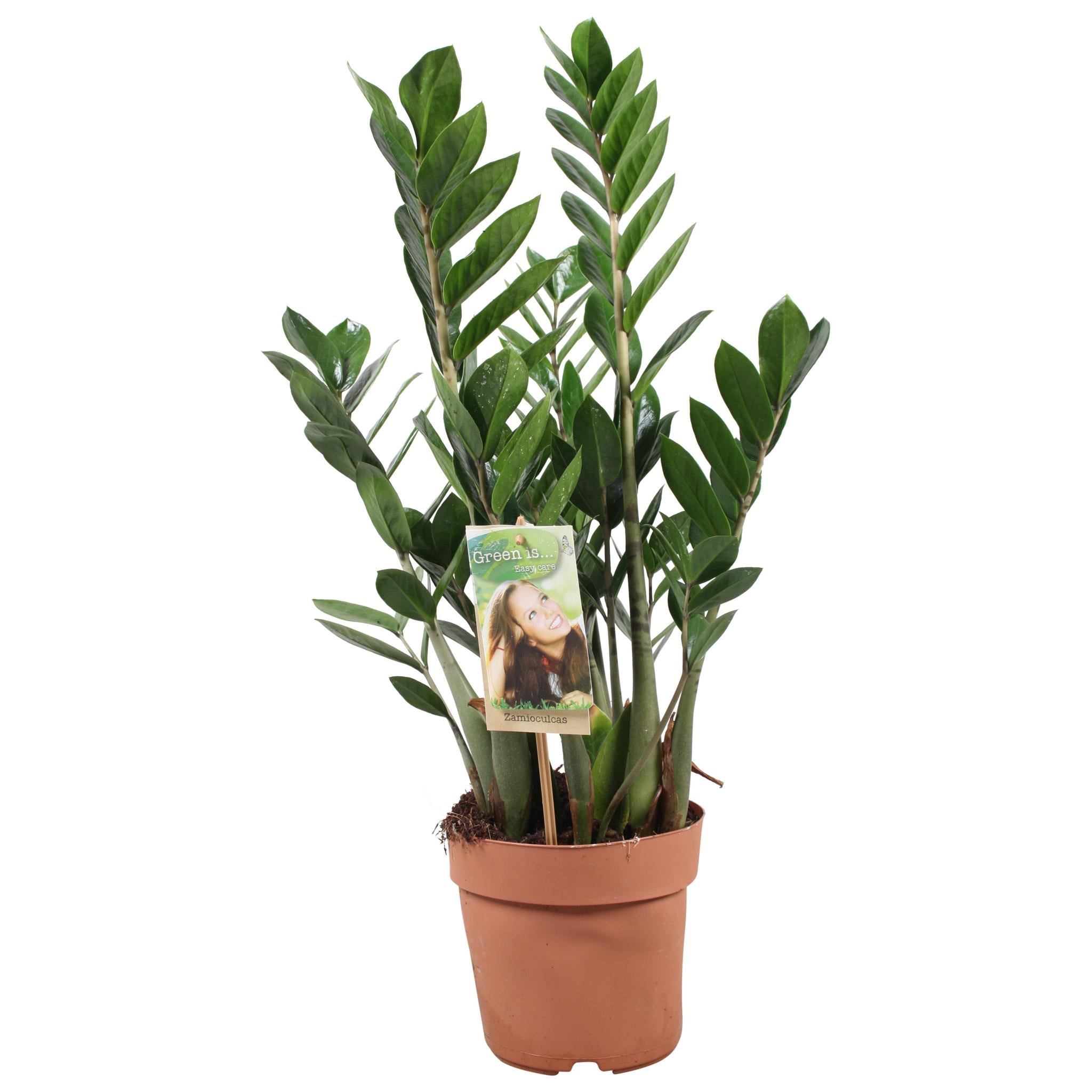 Glücksfeder - Zamioculcas Zamiifolia - Ø17cm - ↕70cm