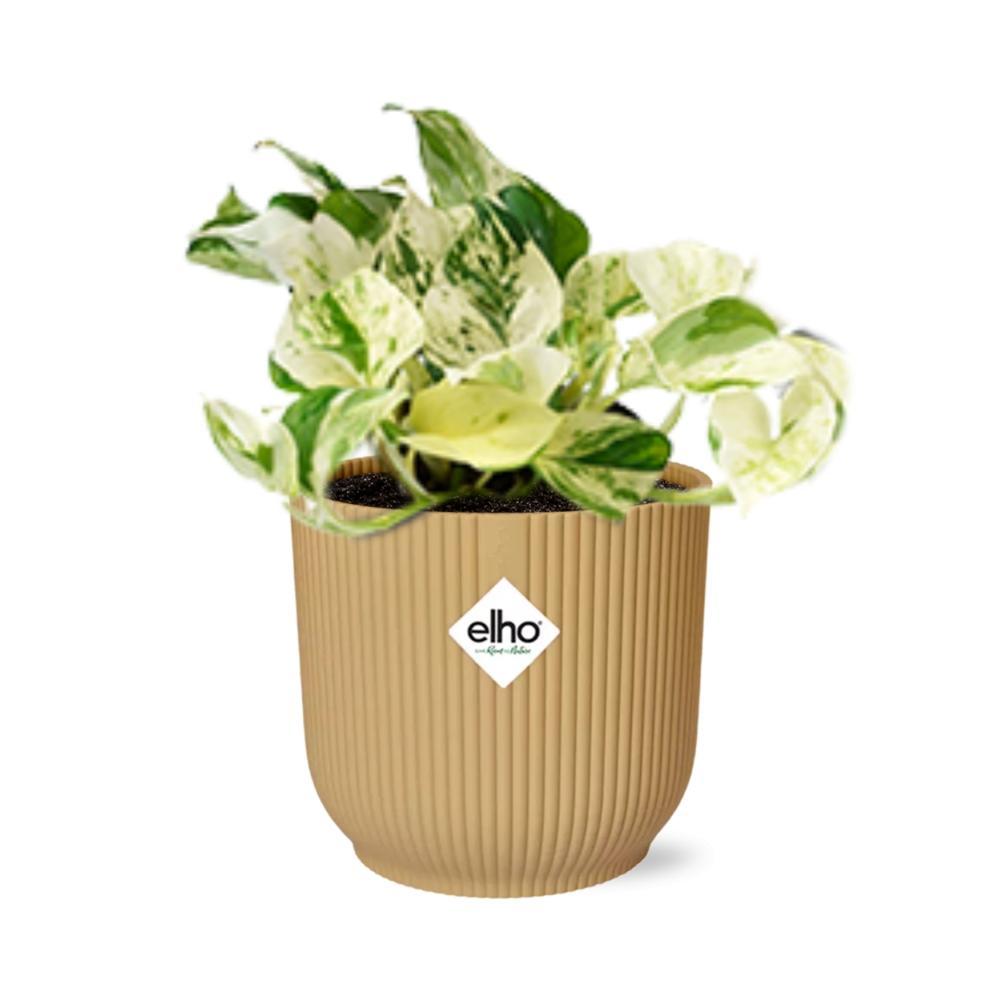 Efeutute - Epipremnum Pinnatum Happy Leaf in ELHO Vibes Fold 14cm Topf gelb