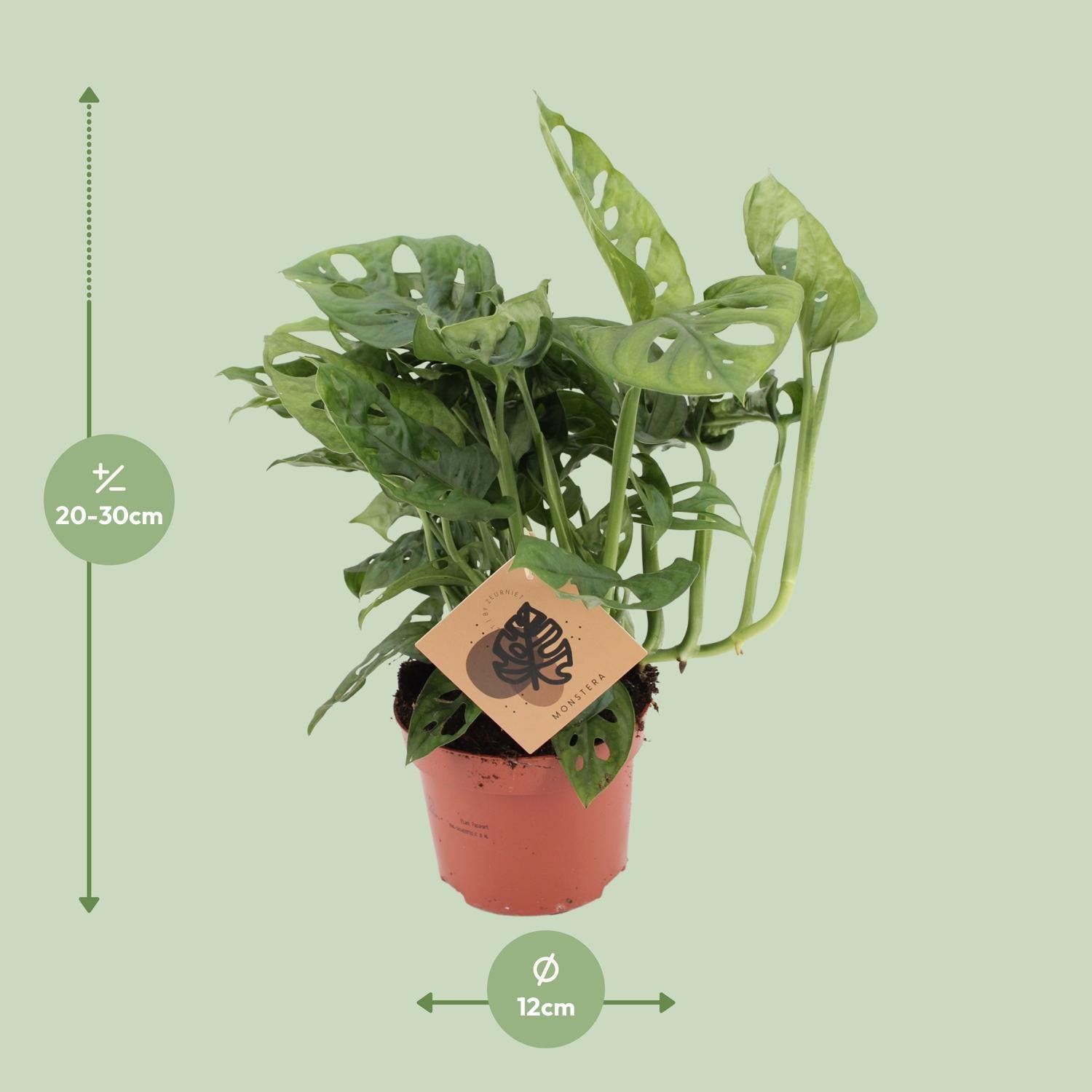 Affenmaskenpflanze - Monstera Monkey Leaf - Ø12cm - ↕30cm
