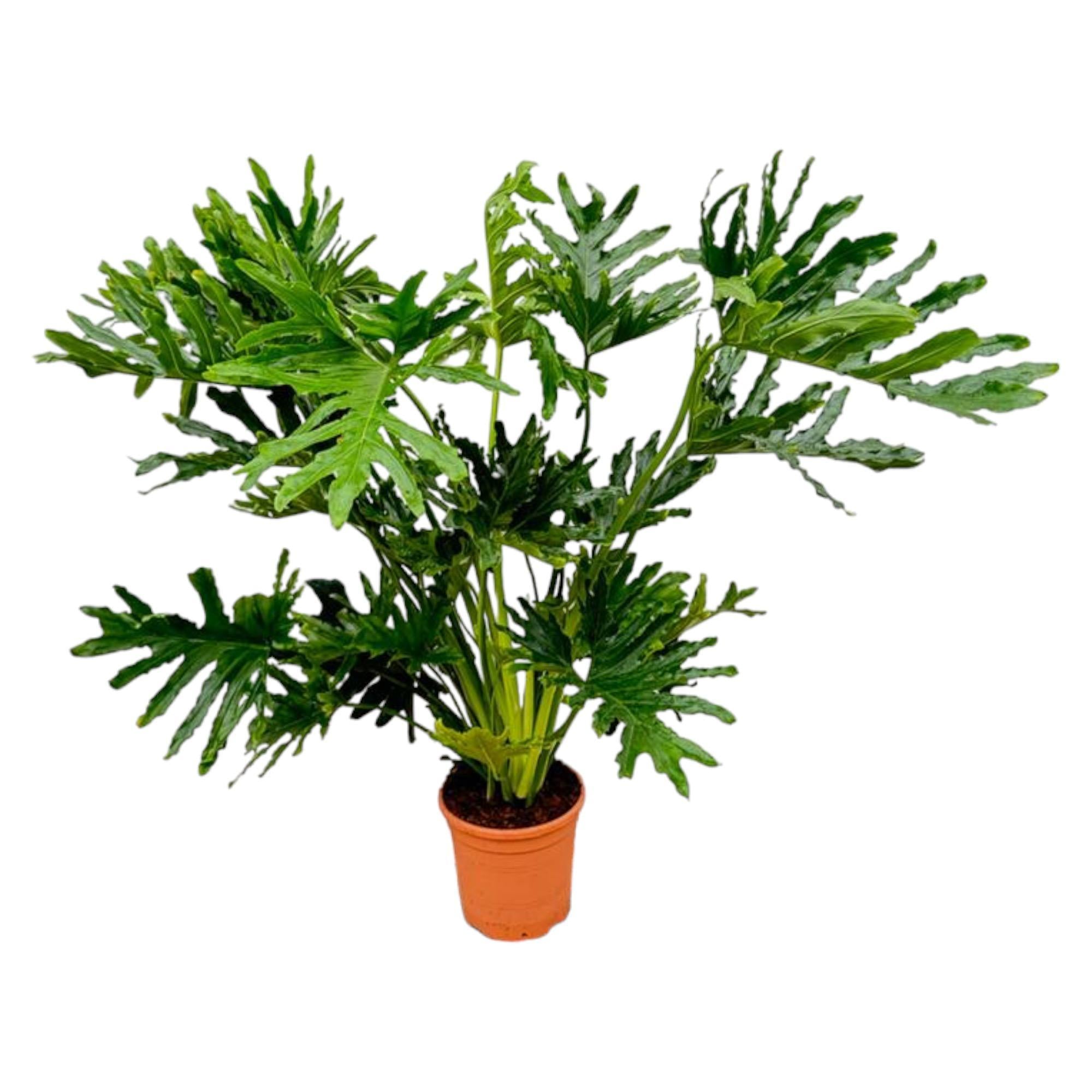 Baumphilodendron - Philodendron Selloum - 150 cm - Ø30
