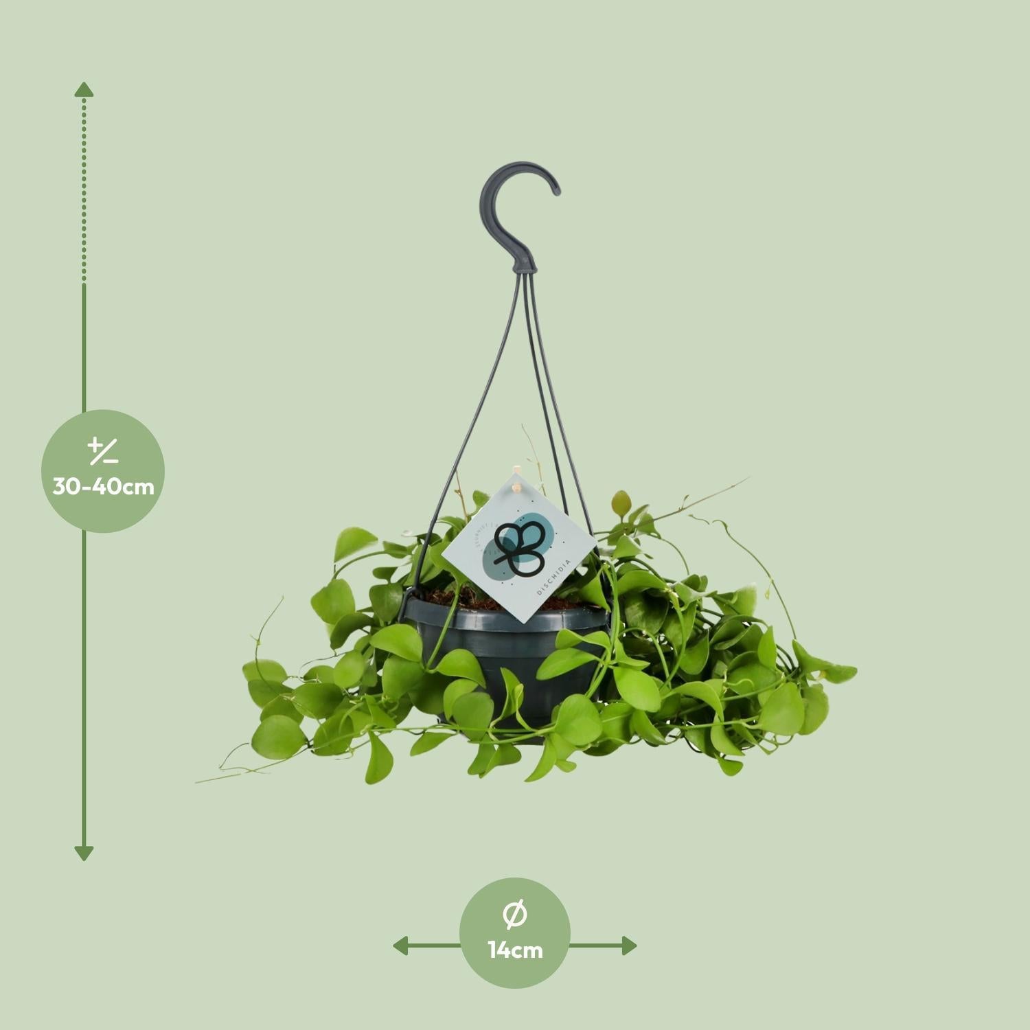 Urnenpflanze - Dischidia Imbricata - Ø14 ↕40