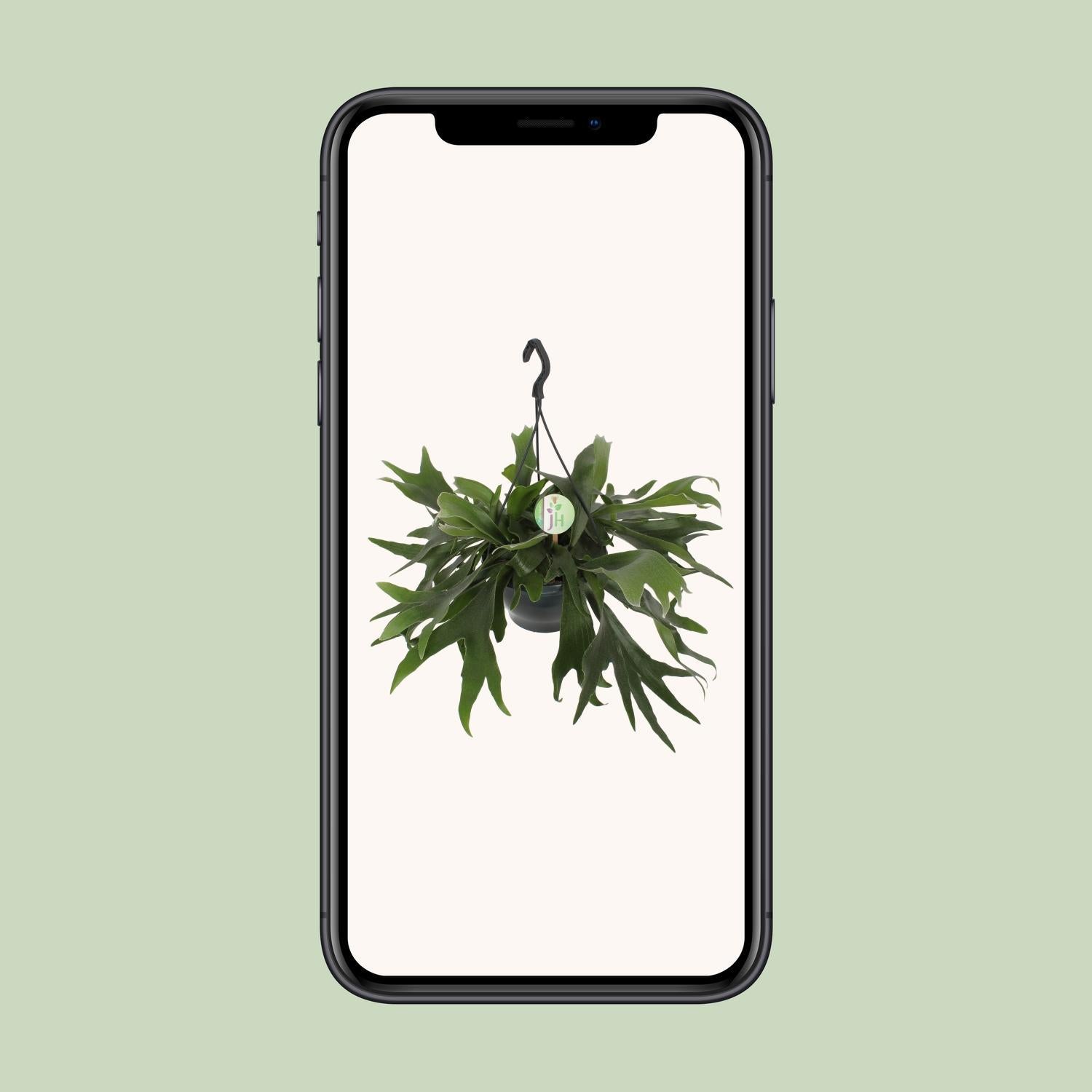 Geweihfarn - Platycerium Bifurcatum - Ø21cm - ↕50cm