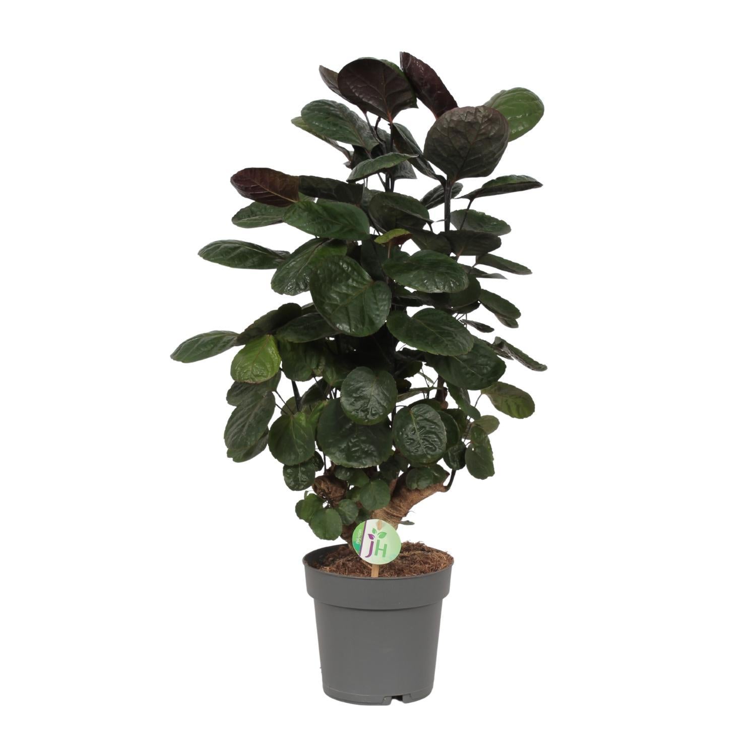 Ming Aralie - Polyscias Scutellaria Fabian - Ø19cm - ↕60cm
