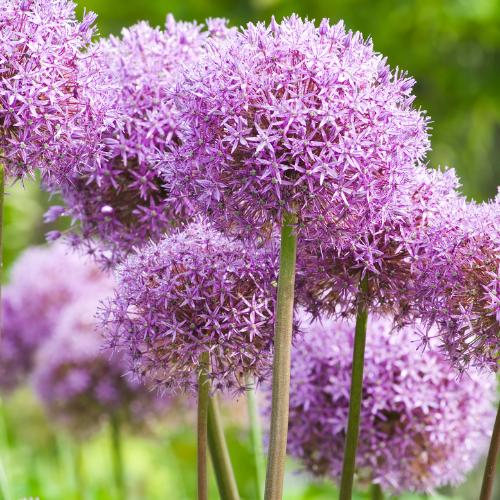 Zierlauch - Allium Globemaster - Blumenzwiebeln 5 Stück
