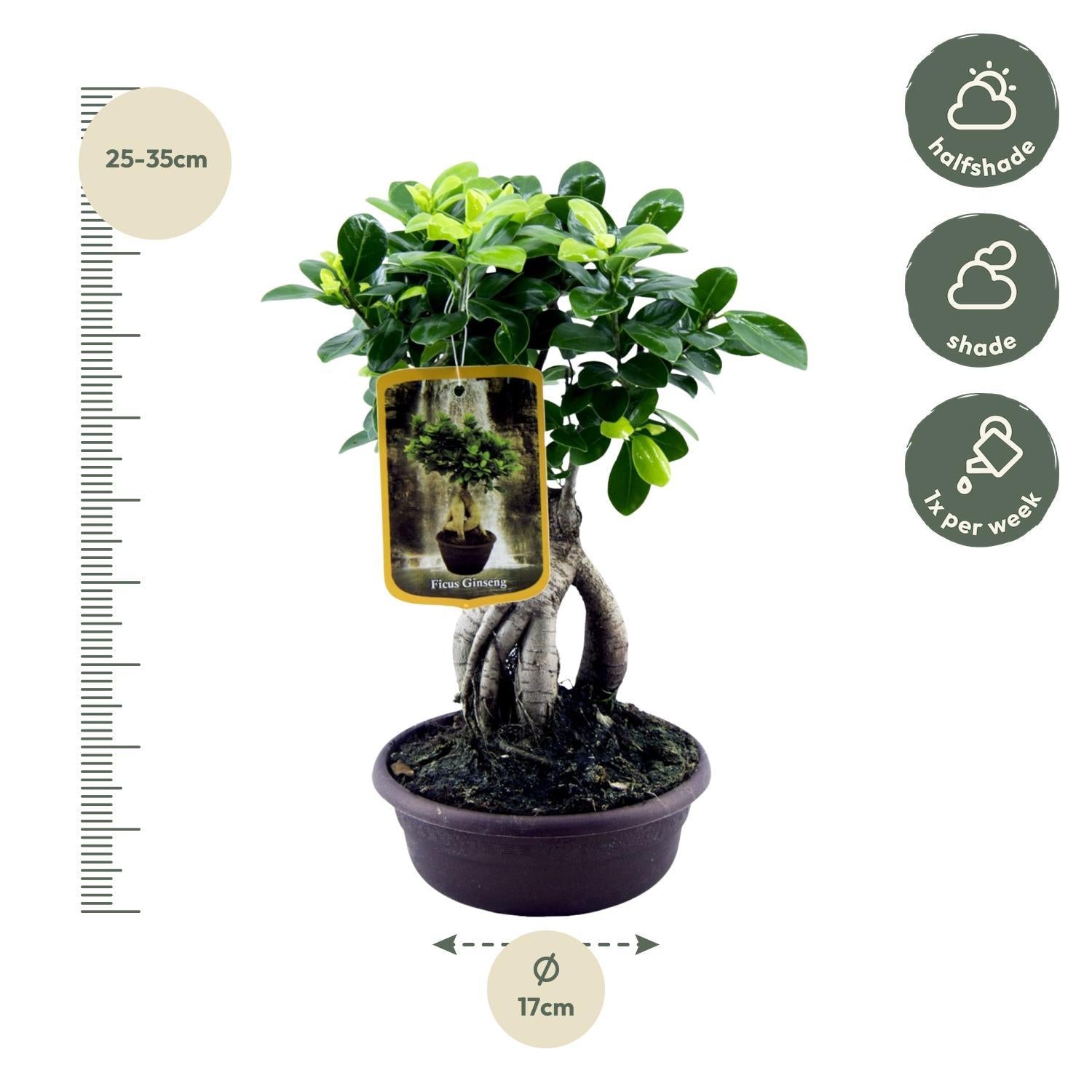 Ficus Ginseng - Ficus microcarpa Ginseng - 30 cm - Ø17cm