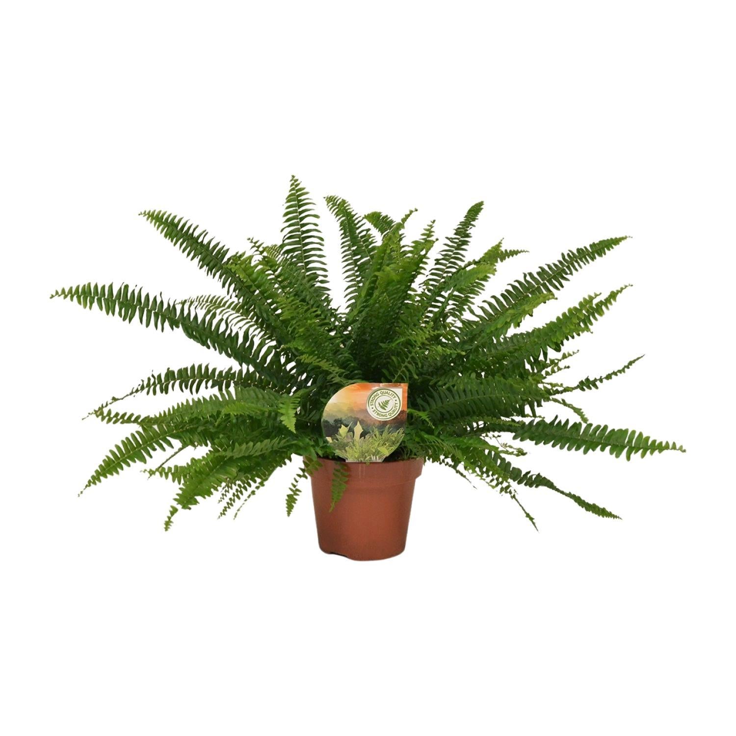 Schwertfarn - Nephrolepis Green Lady - Ø17cm - ↕40cm