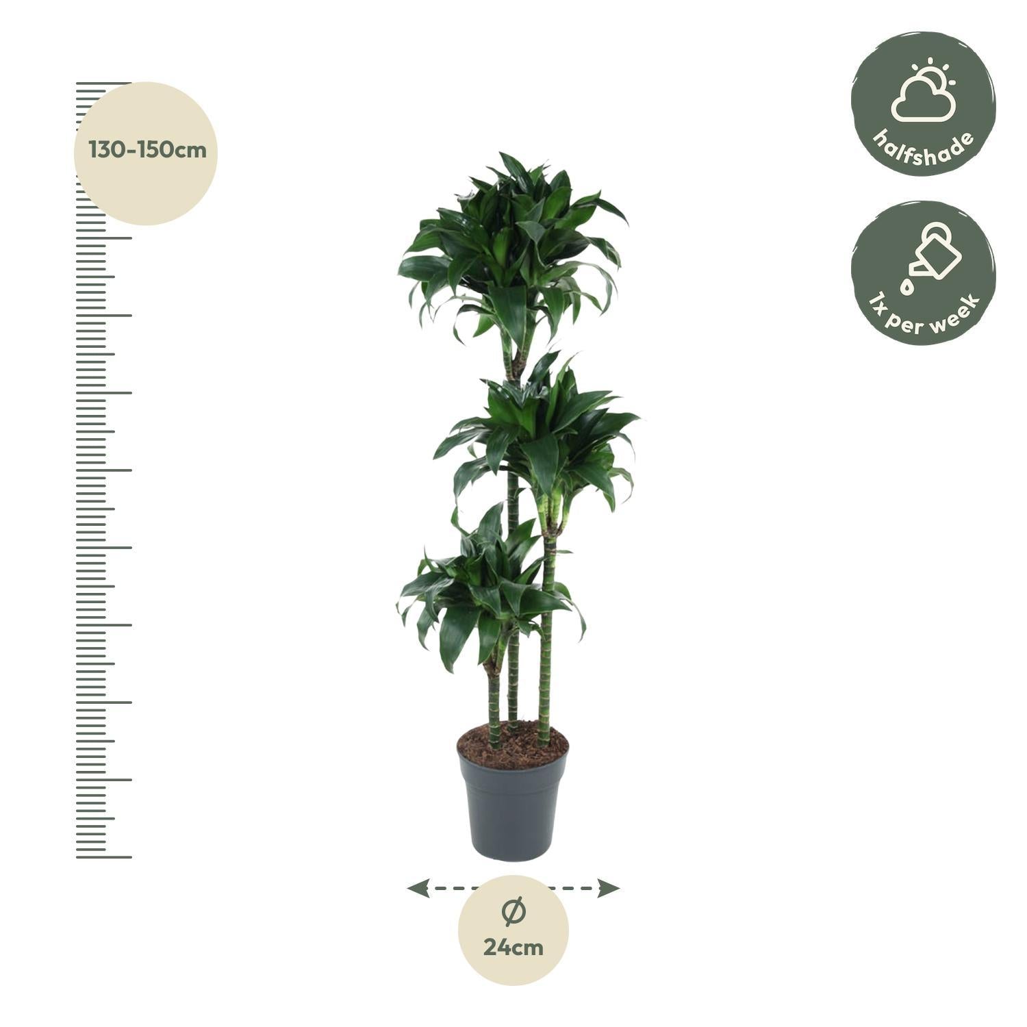 Drachenbaum - Dracaena Tatuade - 140 cm - ø24
