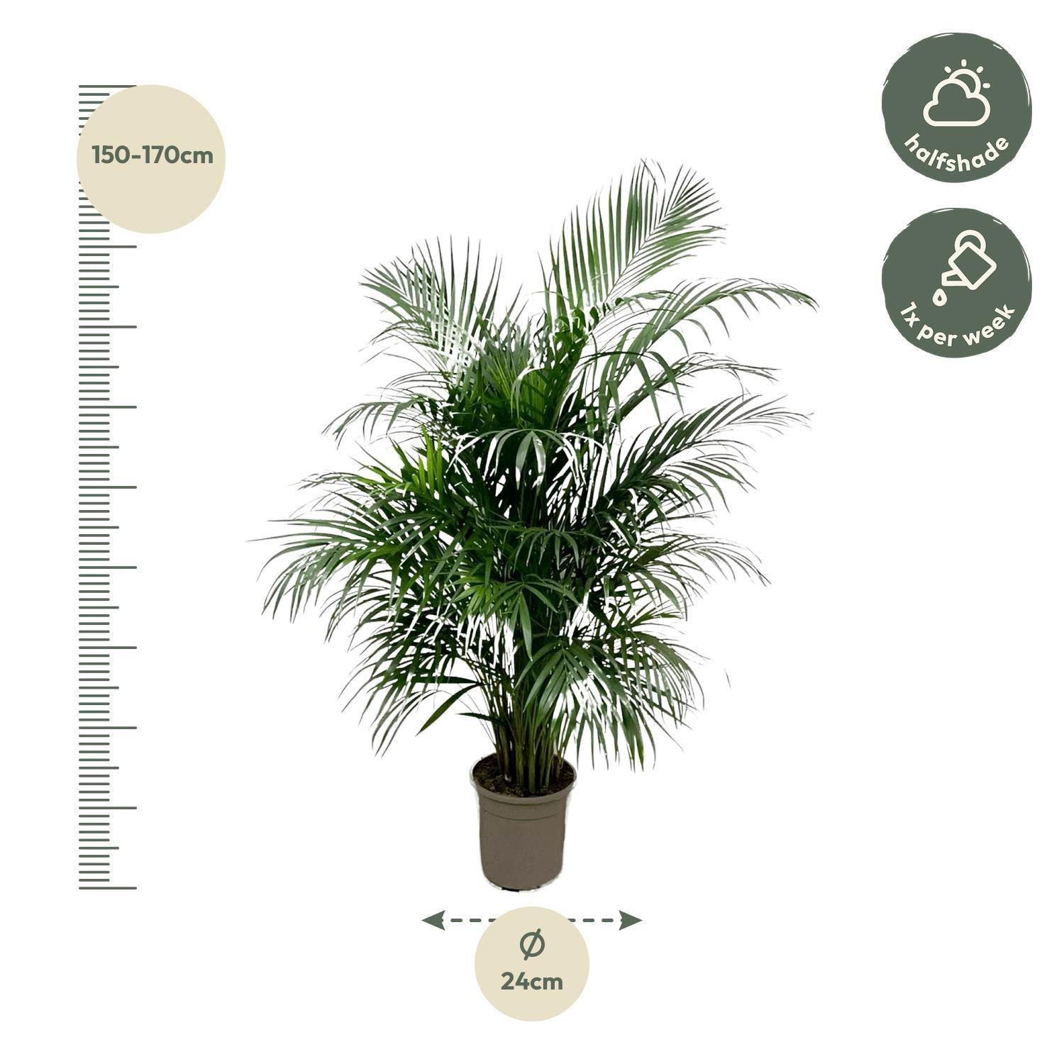Dypsis Lutescens (Arecapalm) 160 cm - ø24
