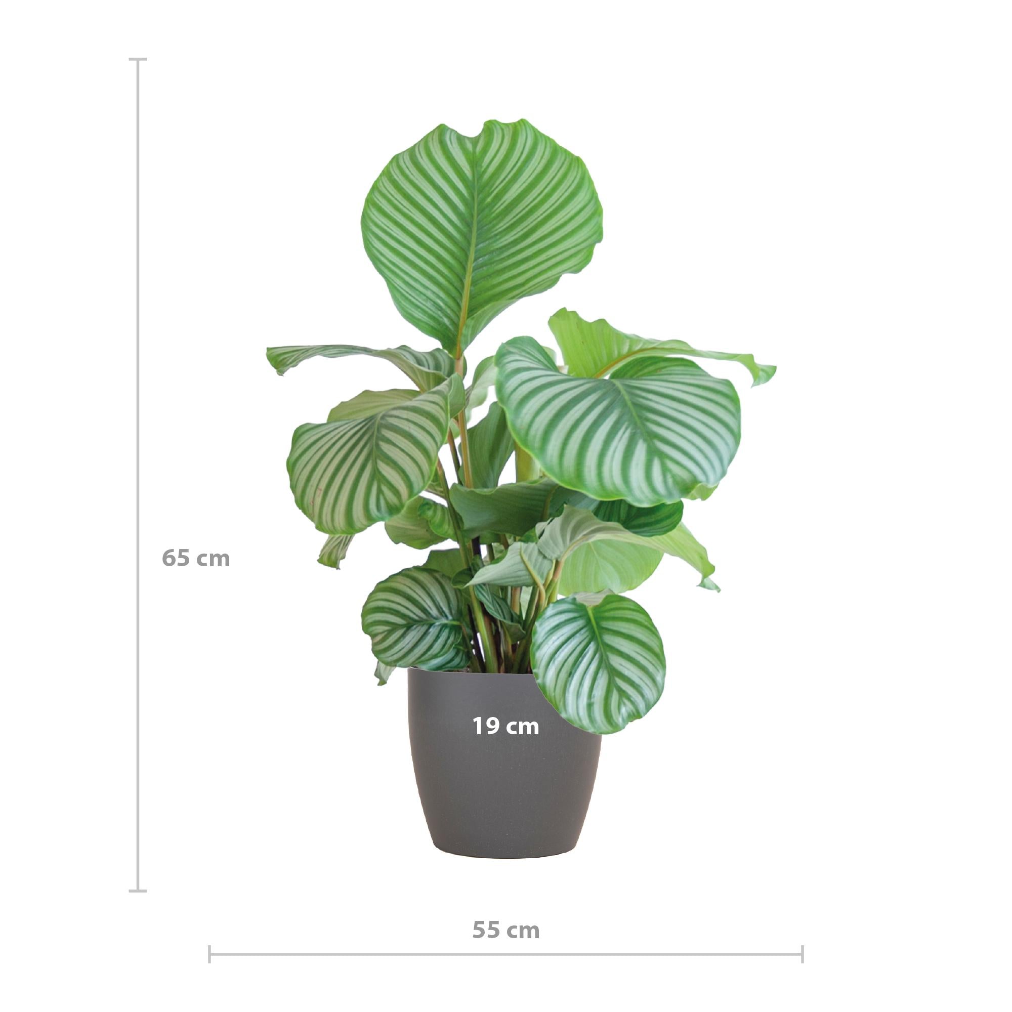 Gebetspflanze - Calathea Orbifolia mit Viber Topf grau - 65cm - Ø21