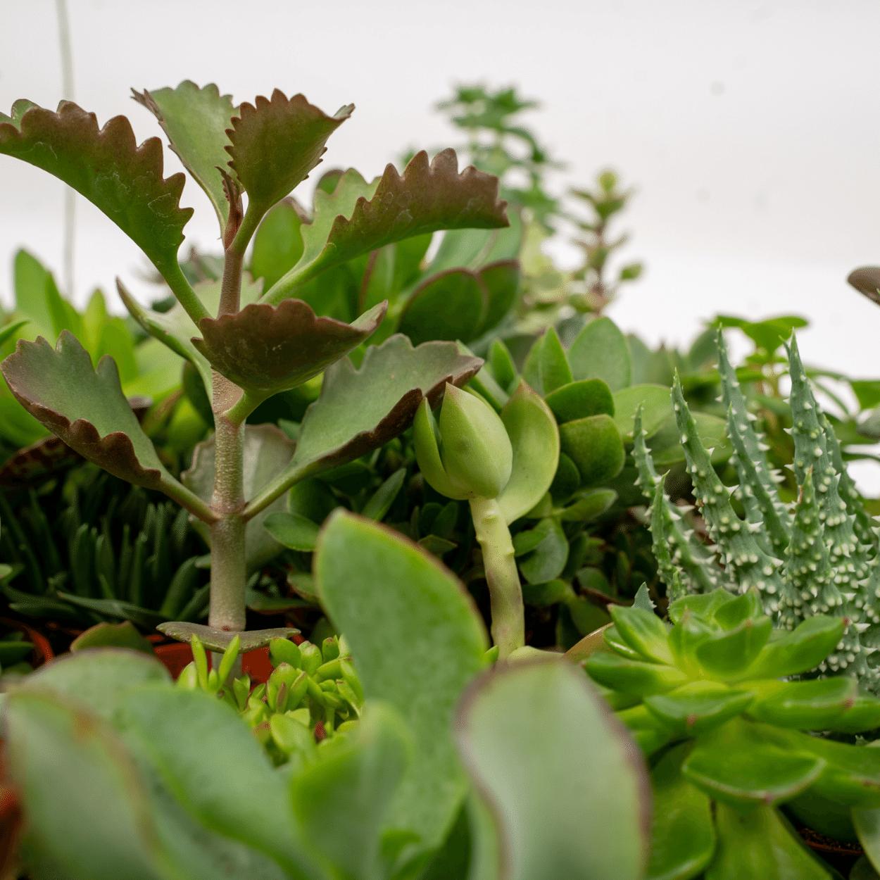 Sukkulenten Mix - Ø5,5cm - ↕7cm 10 Stück