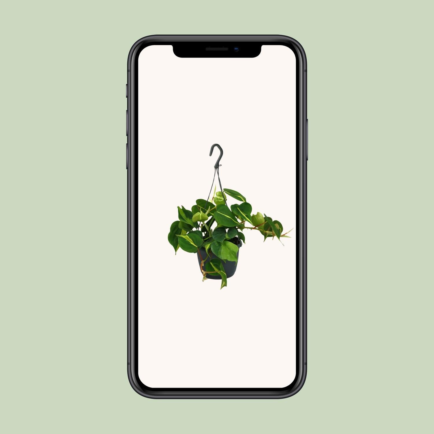 Herzblattphilodendron - Philodendron Scandens Brasil - Ø15cm - ↕35cm