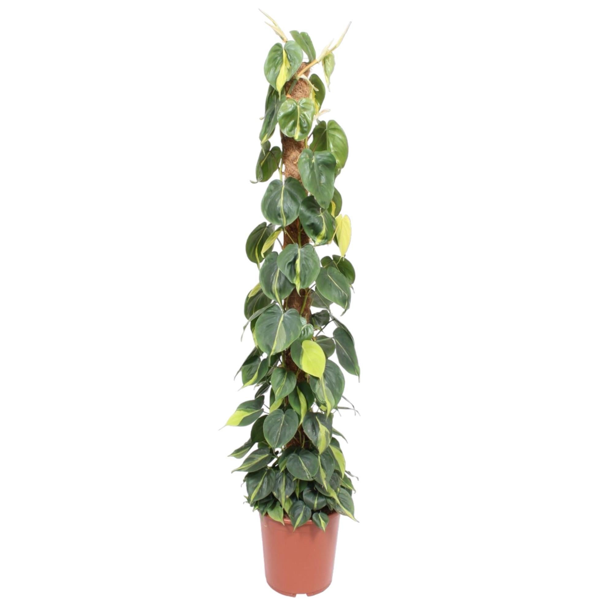 Herzblattphilodendron - Philodendron Scandens Brasil moostock - 150 cm - ø27