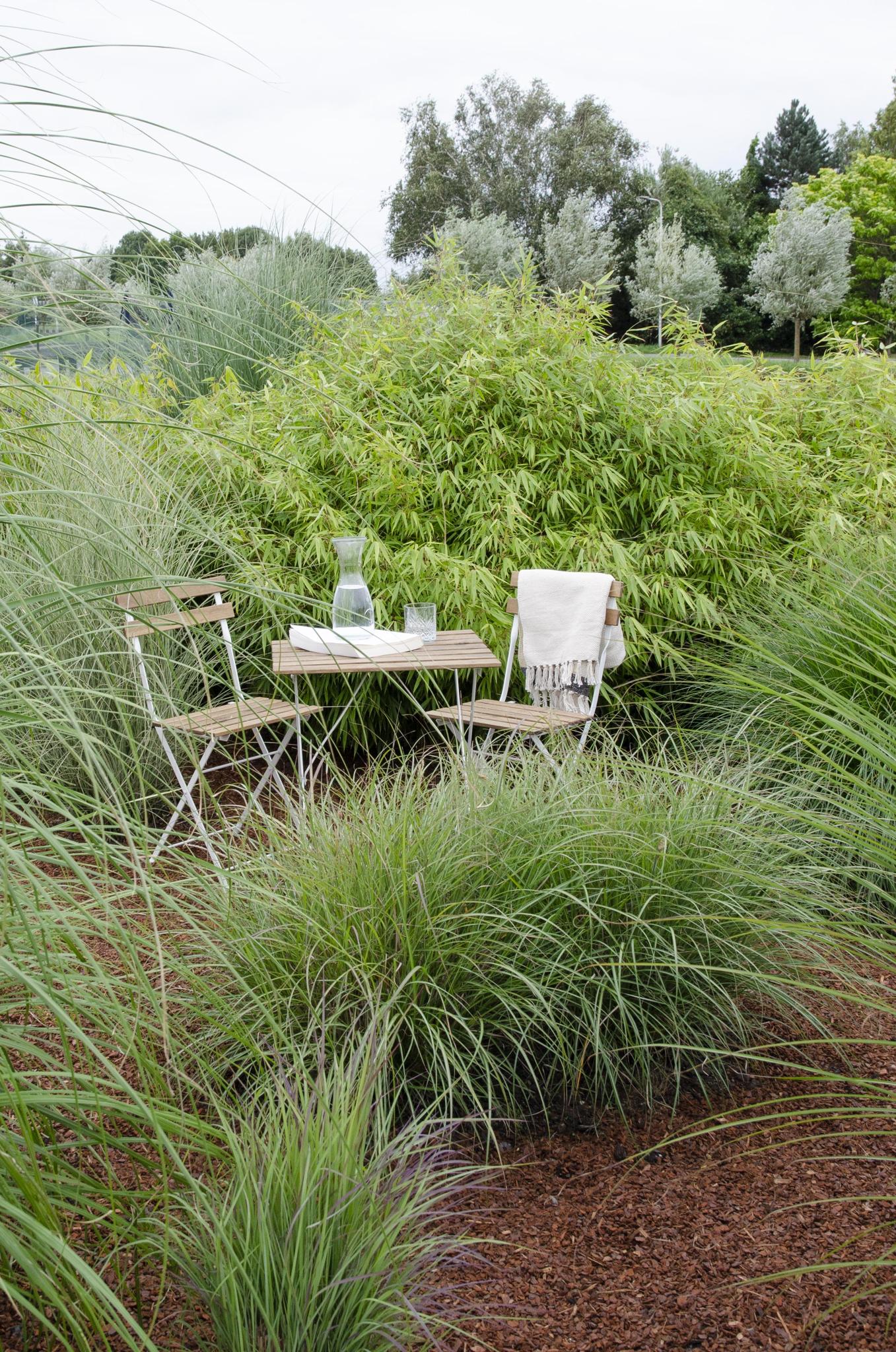 Roter Bambus - Fargesia rufa - ↨40cm - Ø14 8 Stück