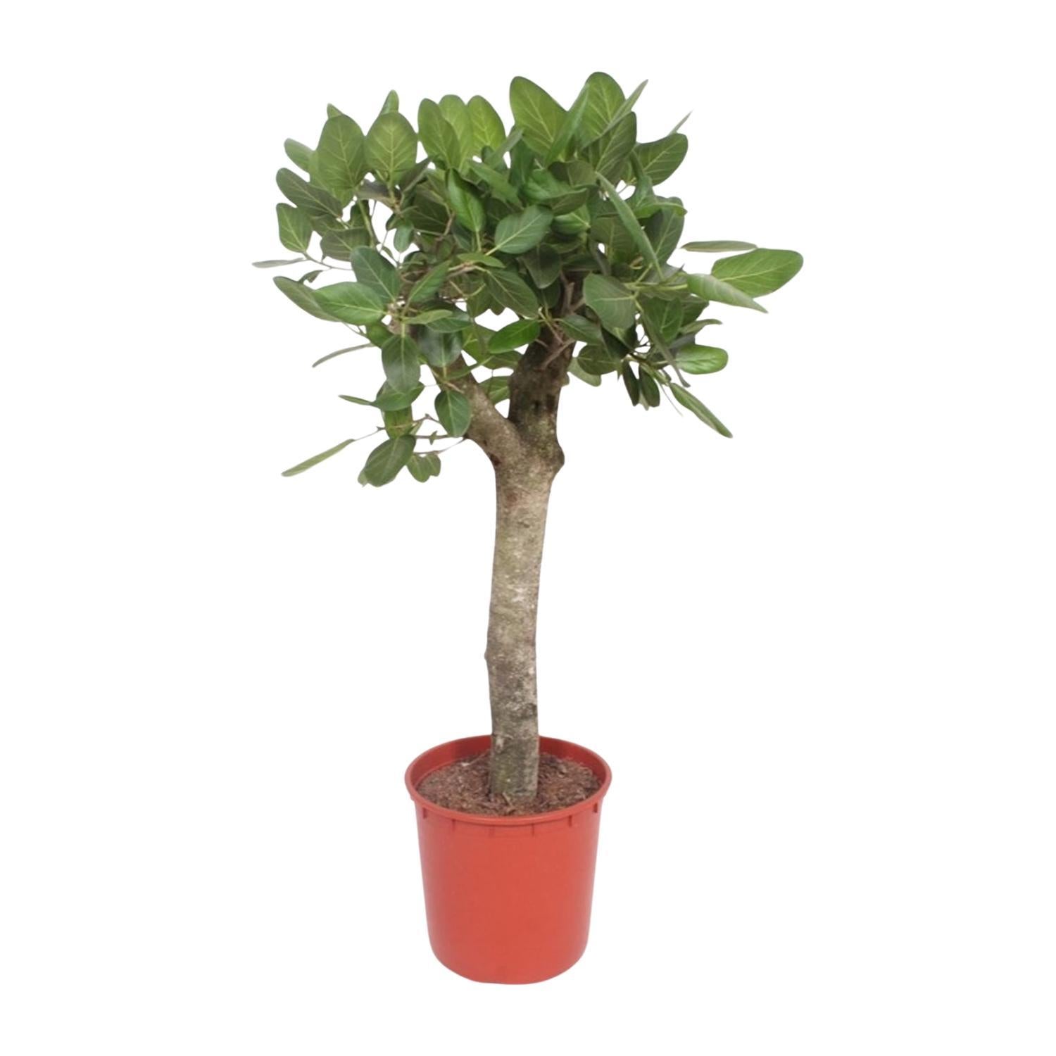 Bengalischer Feigenbaum - Ficus Benghalensis Baum - 150 cm - ø34