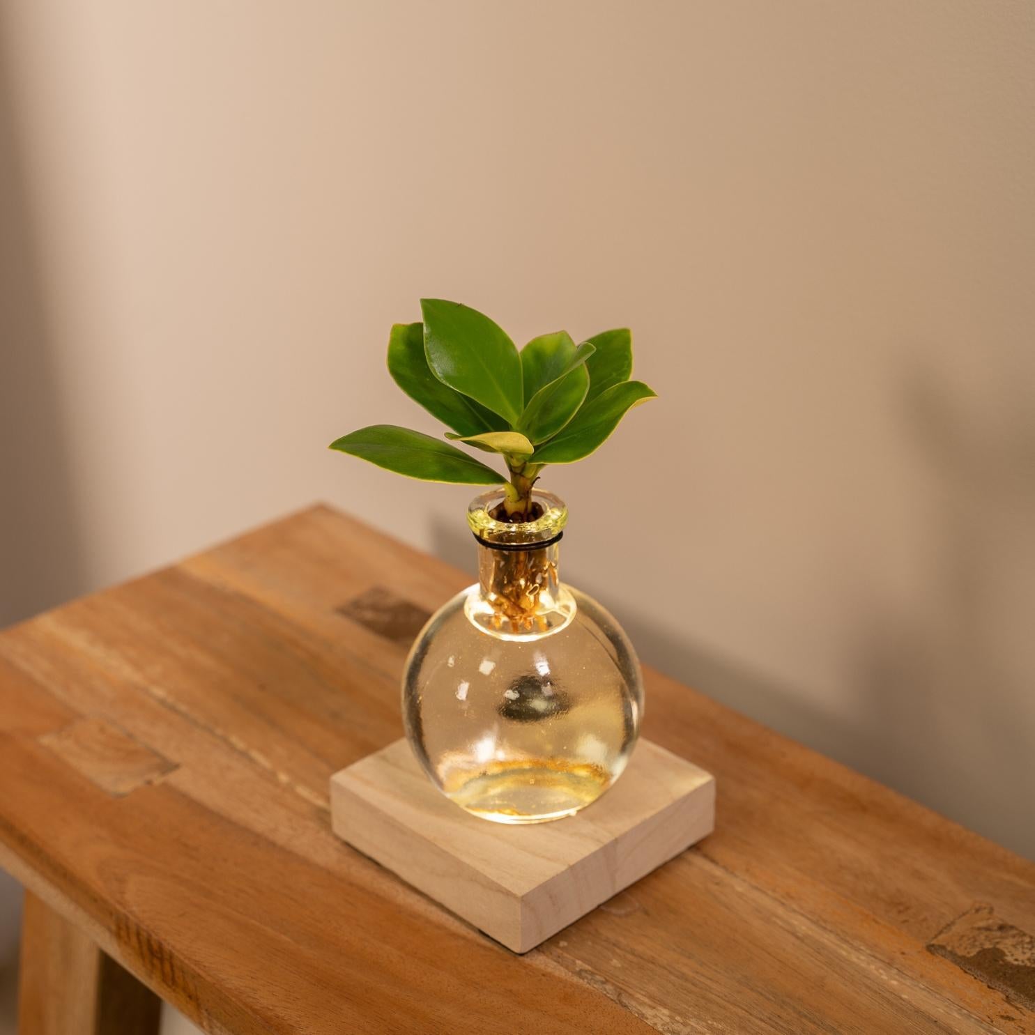 Balsamapfelpflanze - Clusia im Samoa Glas mit LED-Beleuchtung – Ø4cm – ↕10cm