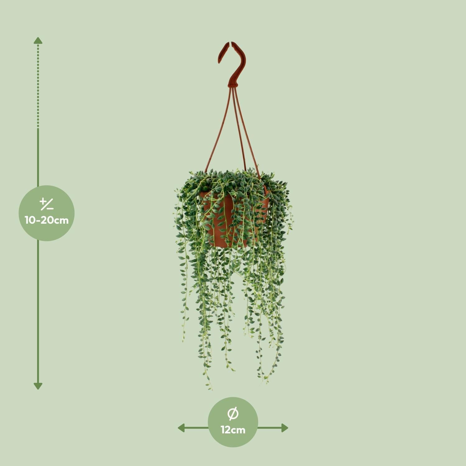 Erbsenpflanze - Senecio Herreianus - Ø12cm - ↕20cm