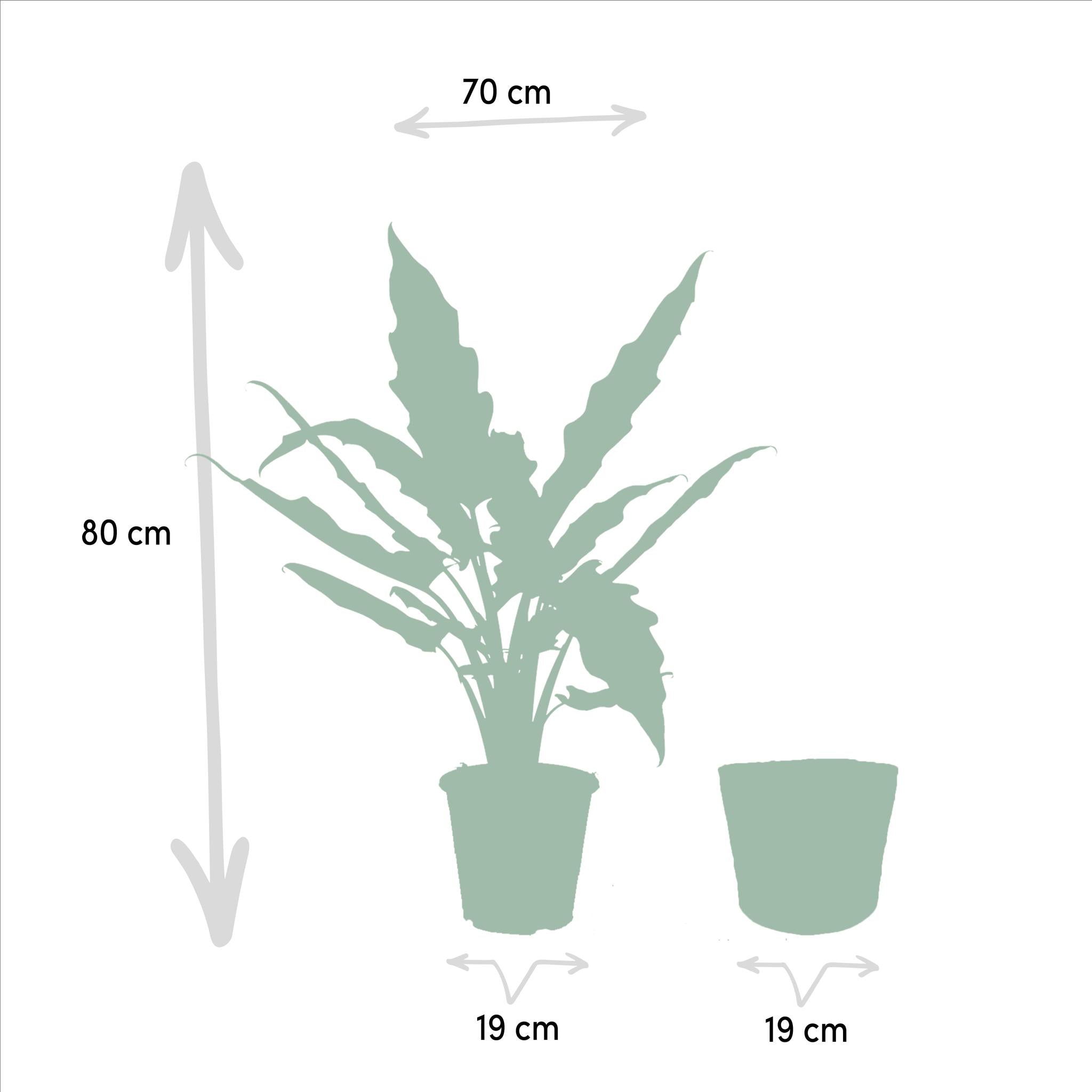 Elefantenohr Mix - Alocasia Cucullata - Ø19cm - ↕60cm & Alocasia Lauterbachiana - Ø19cm - ↕75cm + Korb Selin