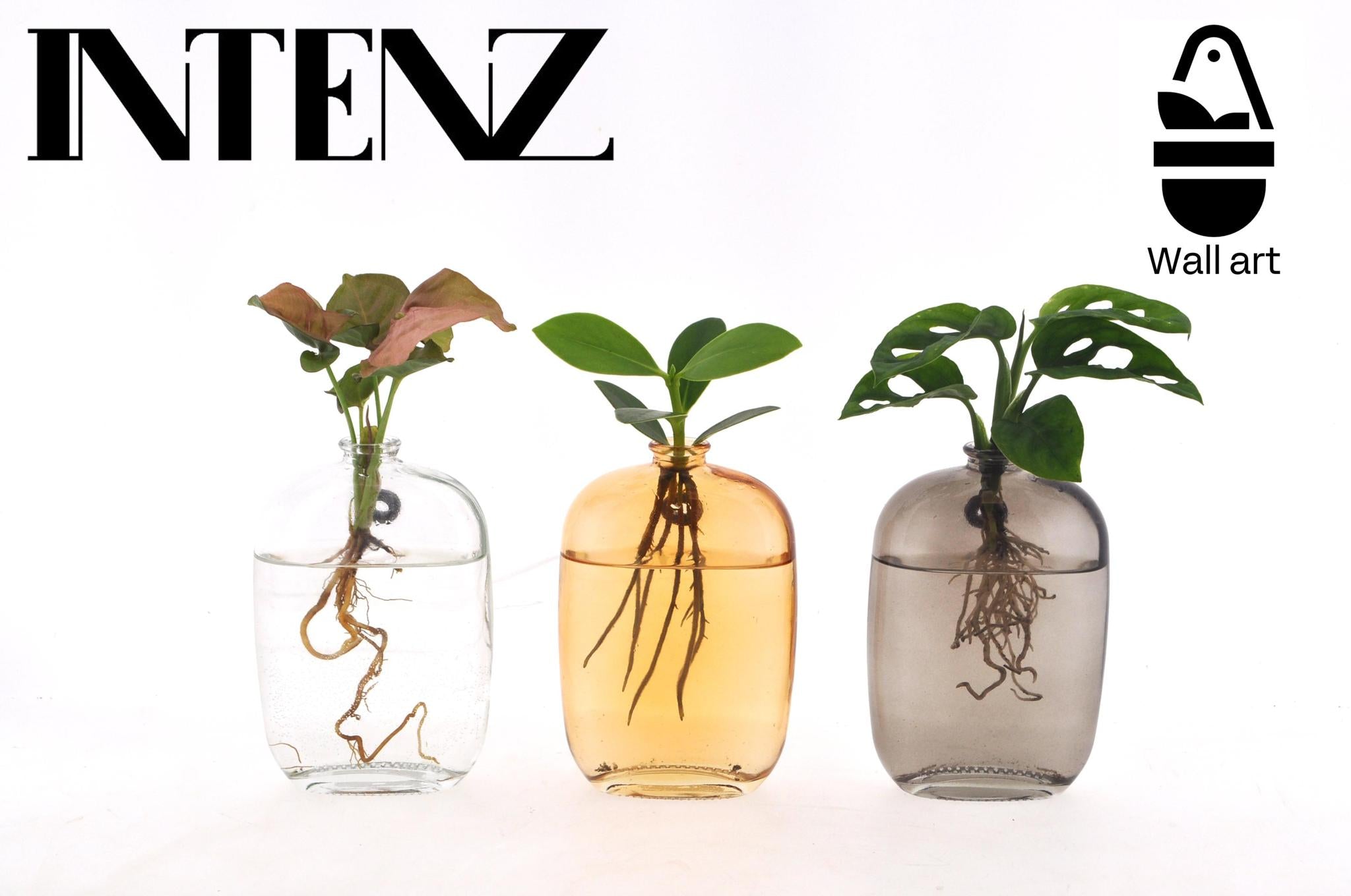 Pflanzen Mix im Glas - Santiago Glas Wall Art - Ø7cm - ↕10cm 3 Stück