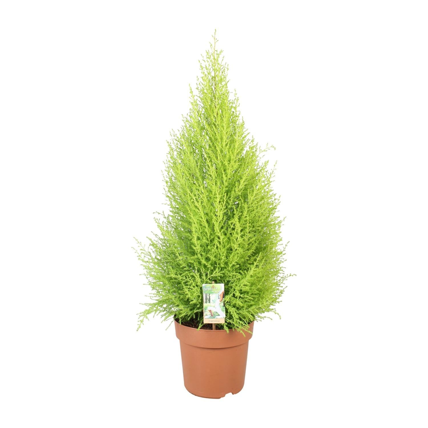 Zitronenzypresse - Cupressus Goldcrest Wilma - Ø21cm - ↕90cm